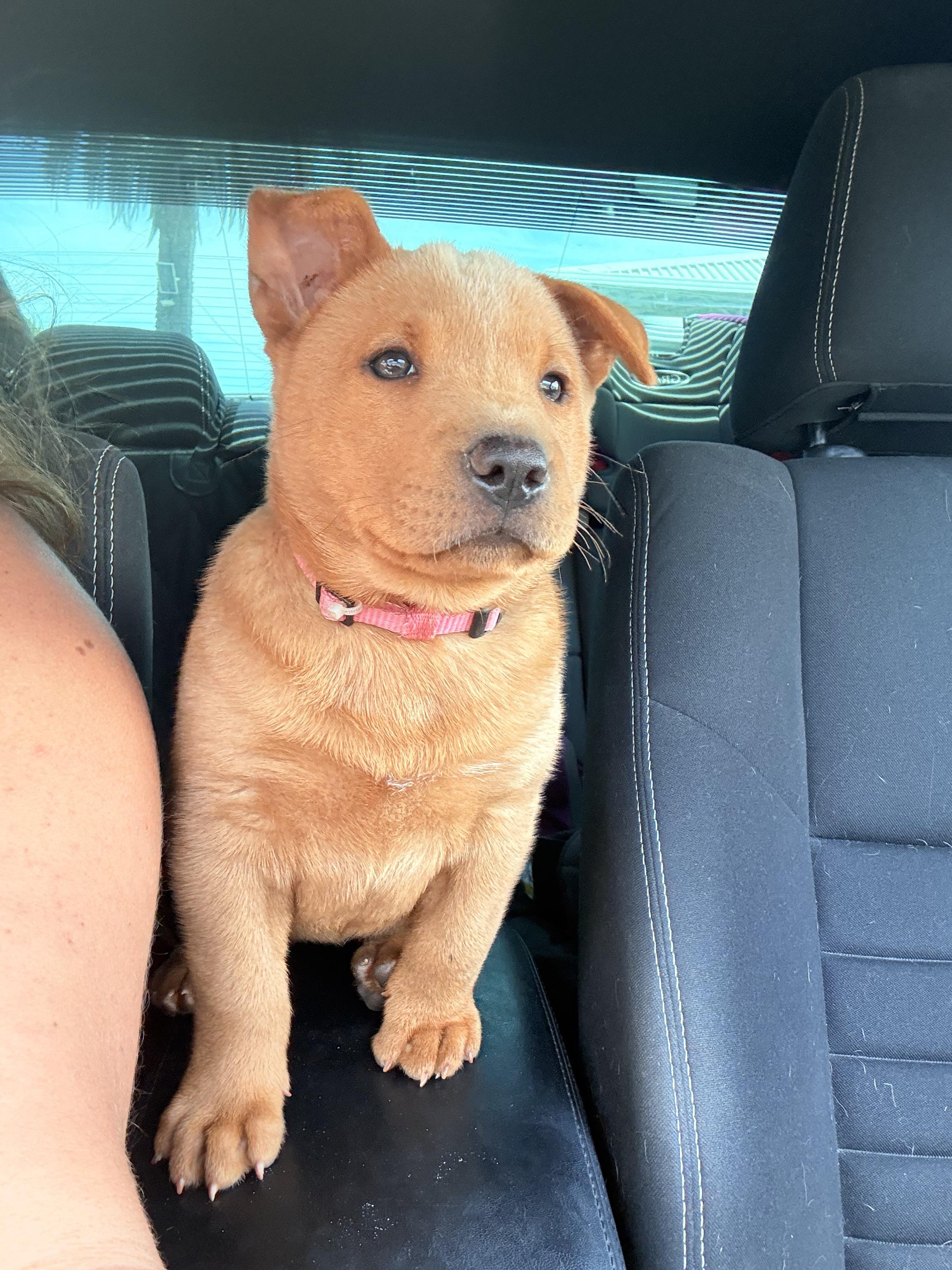 FRENCH FRY, a Adoptable mixed breed in Discovery Bay, CA image 1/6