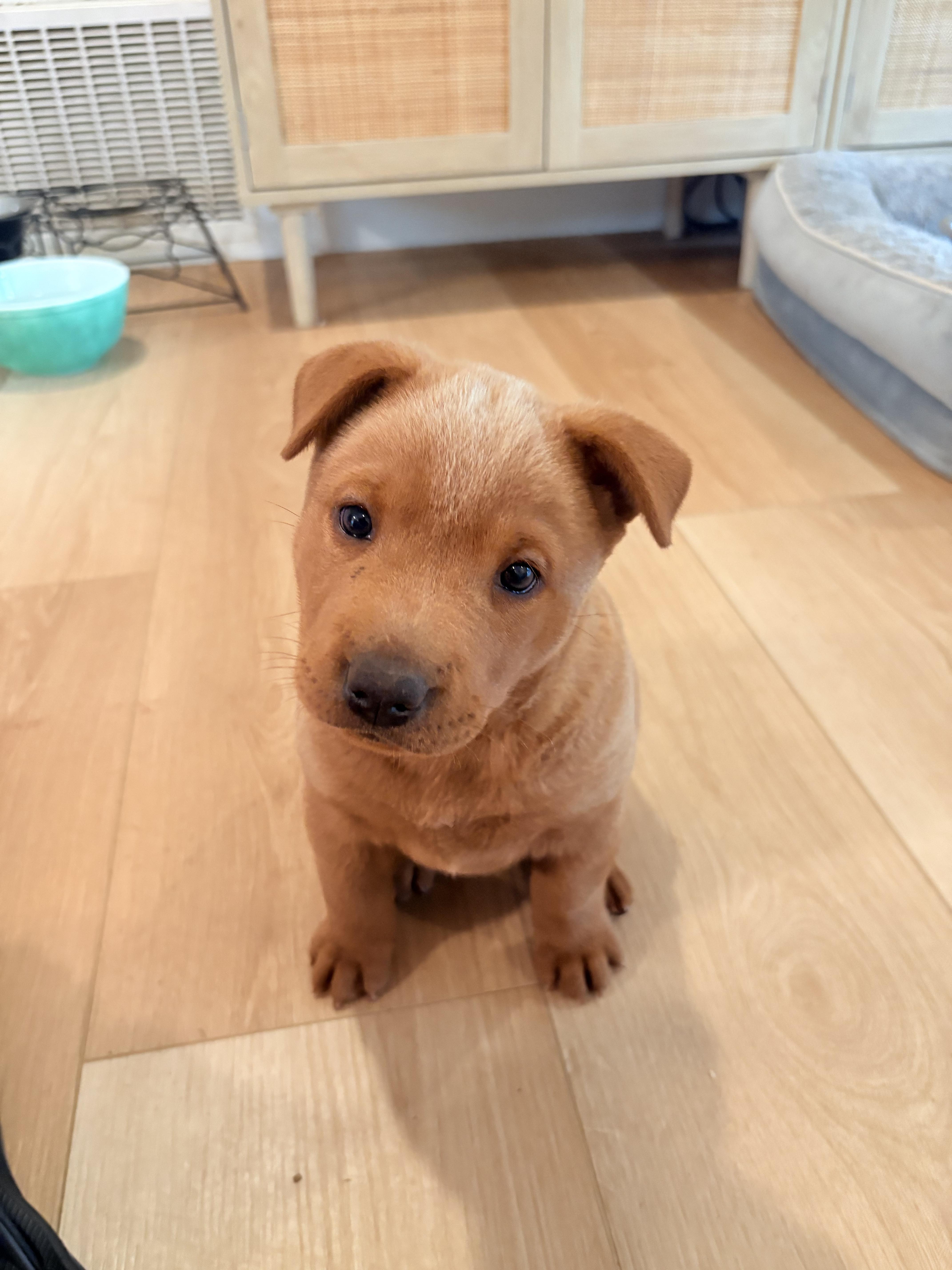 FRENCH FRY, a Adoptable mixed breed in Discovery Bay, CA image 3/6