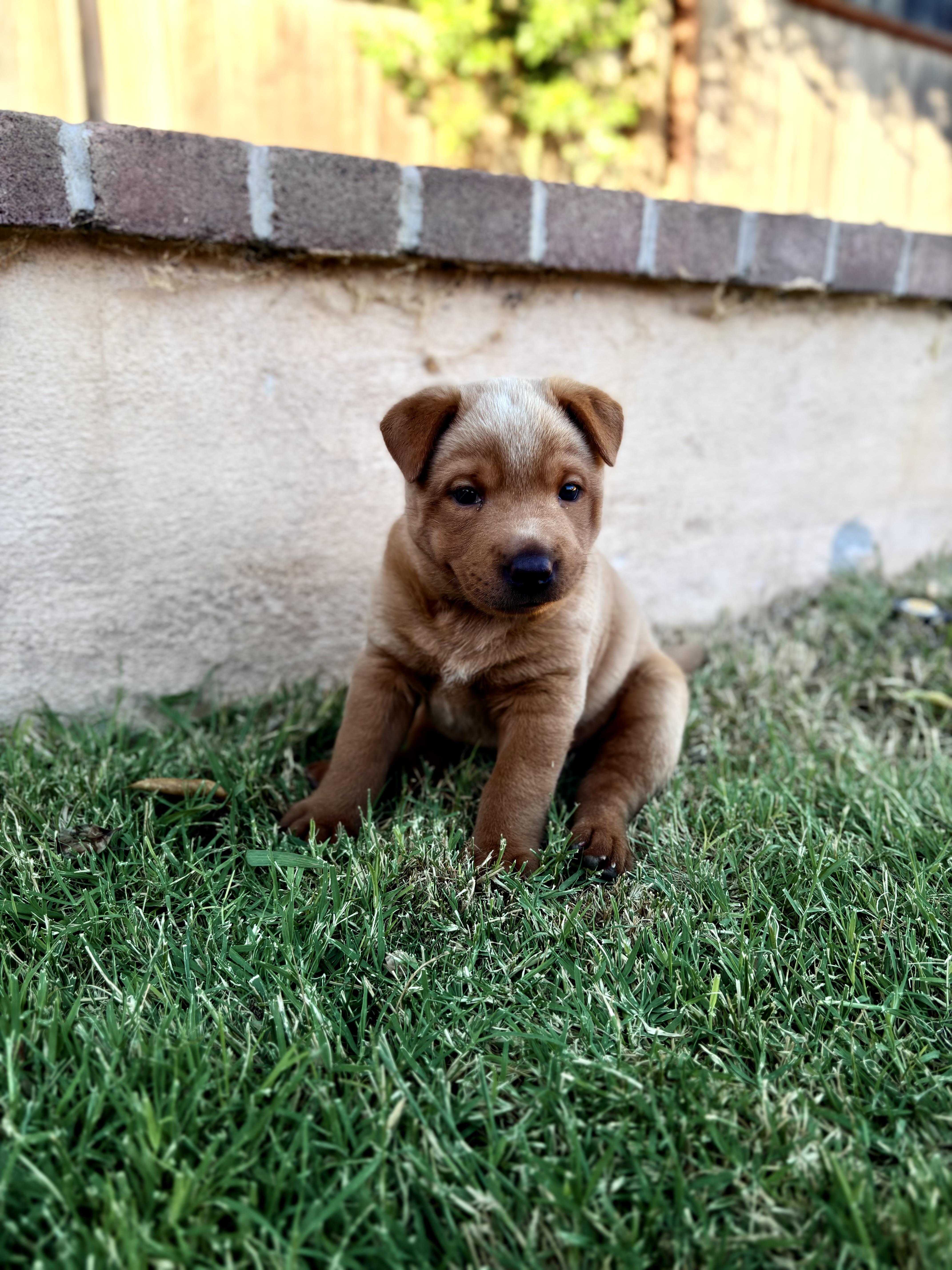 FRENCH FRY, a Adoptable mixed breed in Discovery Bay, CA image 4/6
