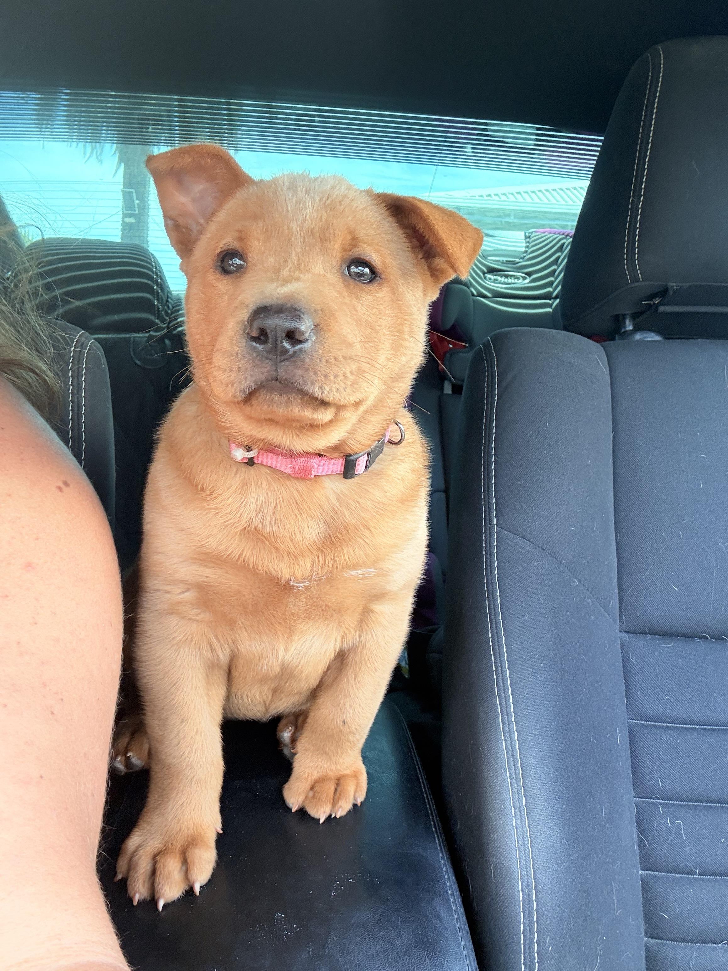 FRENCH FRY, a Adoptable mixed breed in Discovery Bay, CA image 5/6