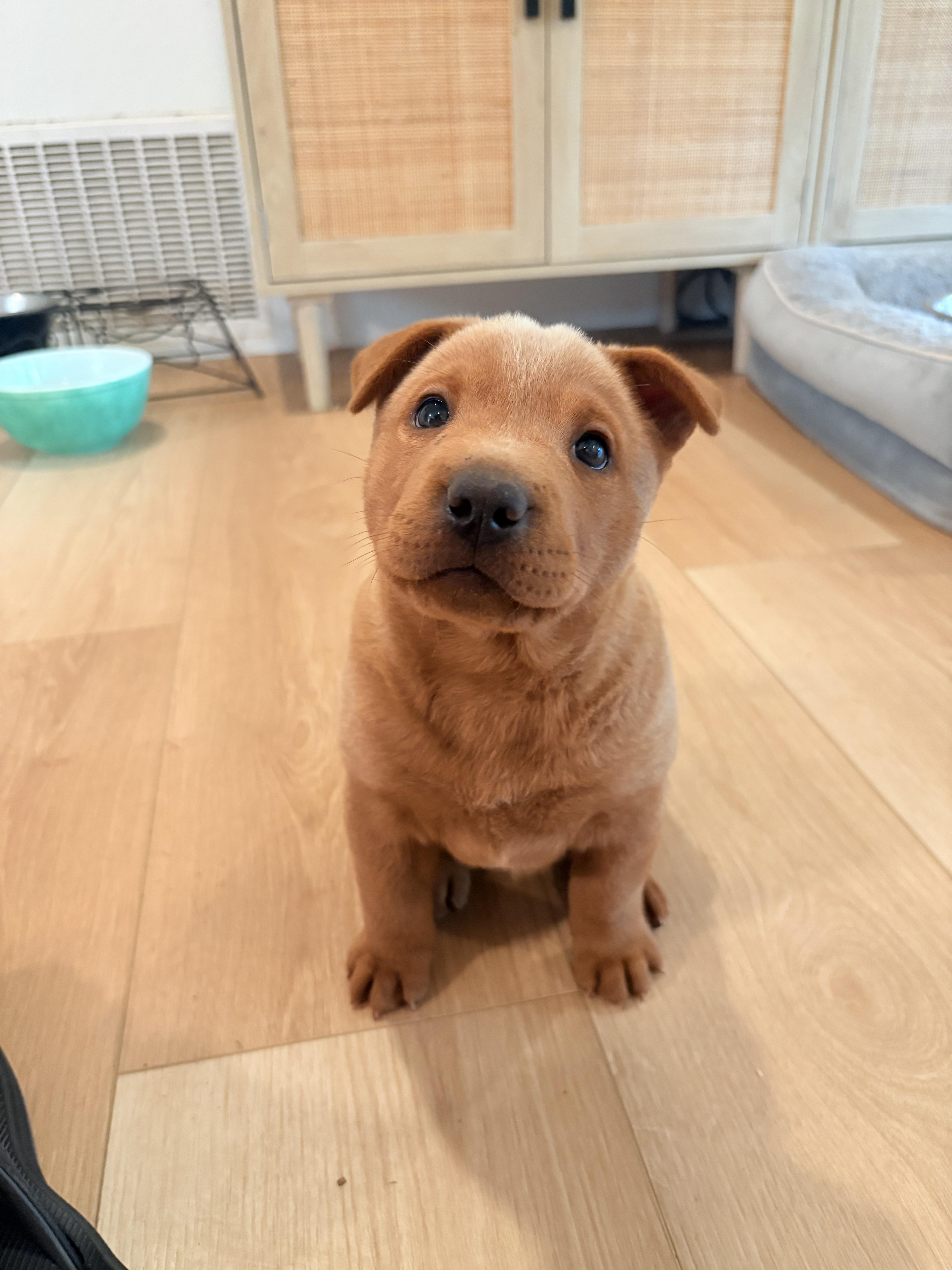 FRENCH FRY, a Adoptable mixed breed in Discovery Bay, CA image 6/6