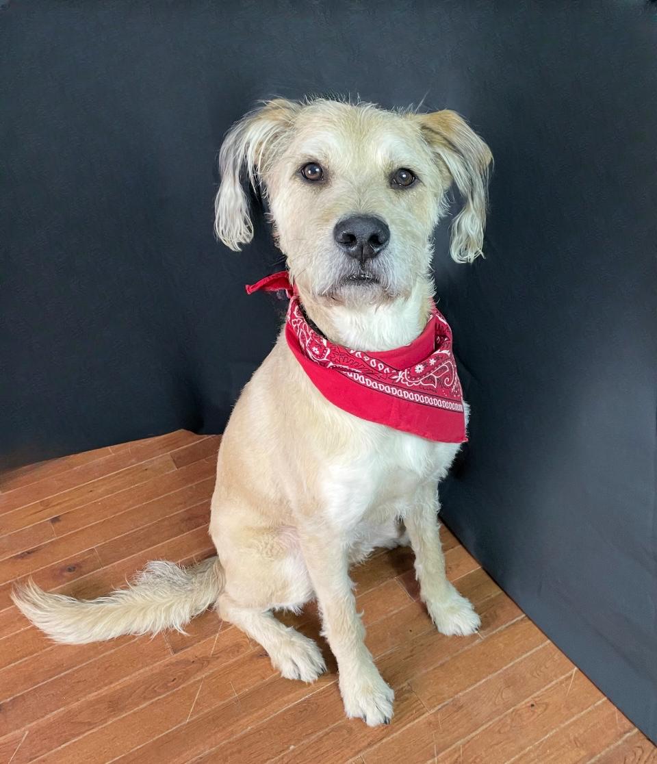 Enlarge Wilford, a Adopted mixed breed in MADISON, AL image 2/4