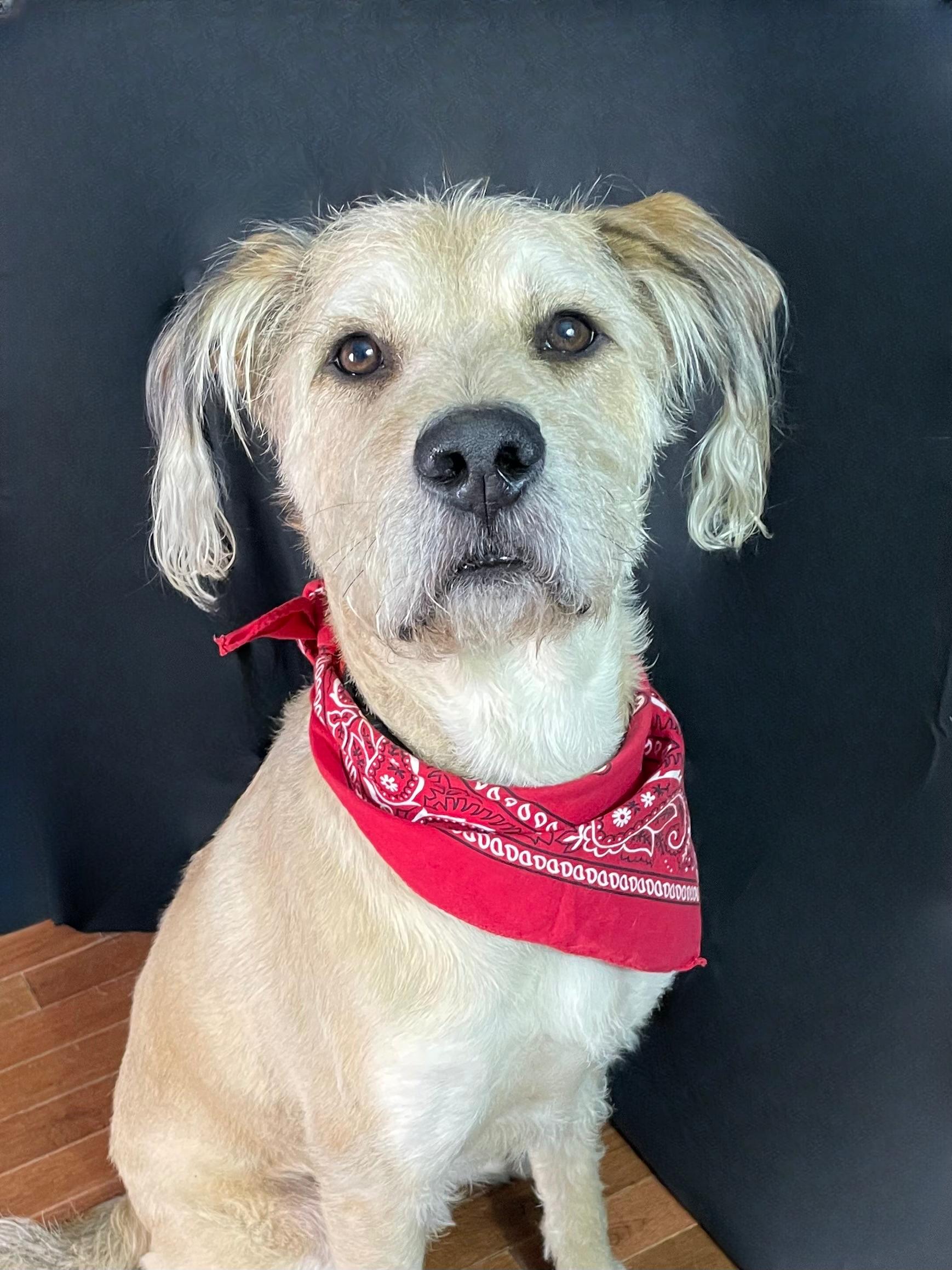 Wilford, Adopted, Adult Male Poodle & Siberian Husky.