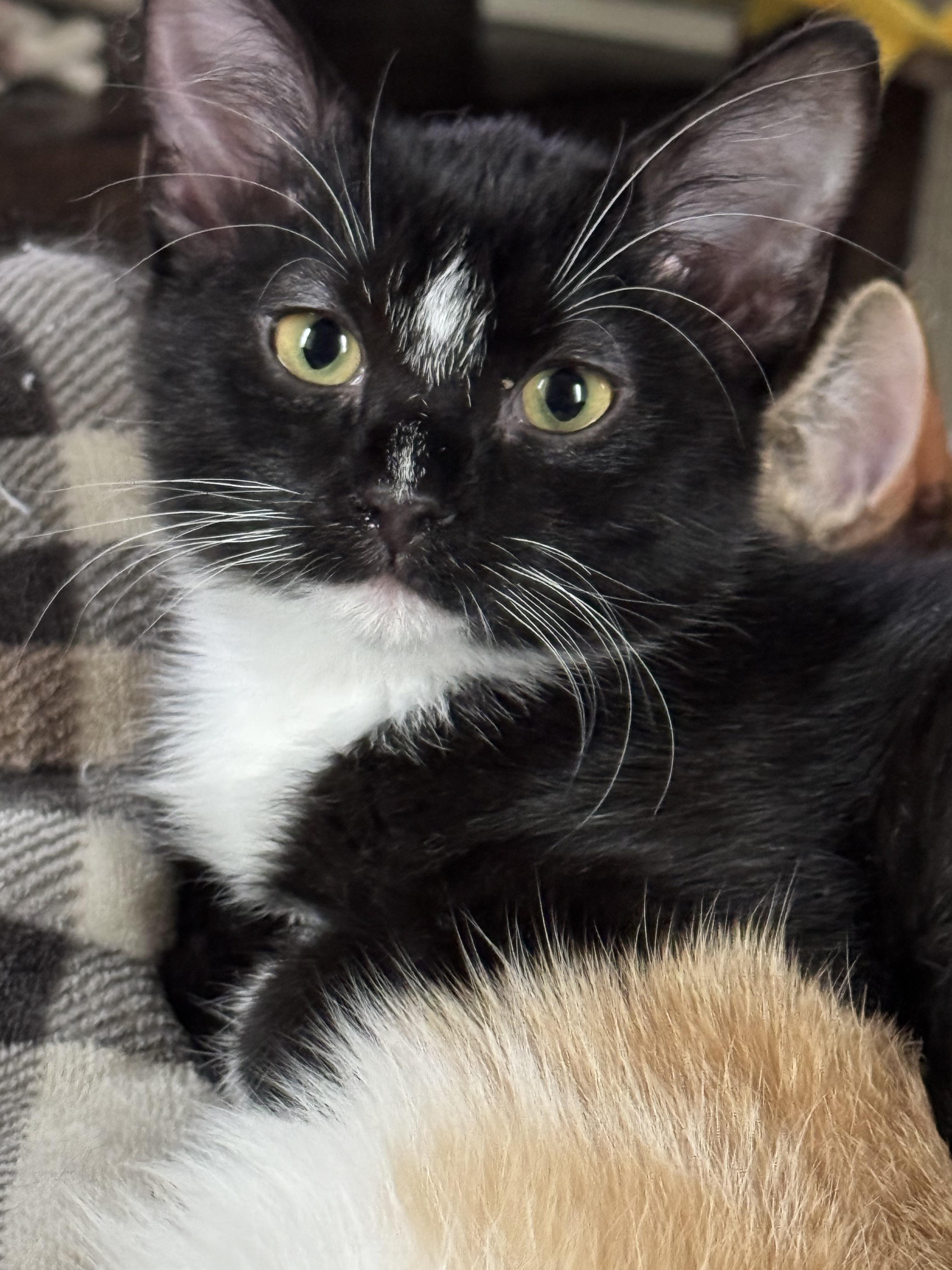 Harper, a Adoptable Domestic Short Hair in Waterloo, IA image 2/3