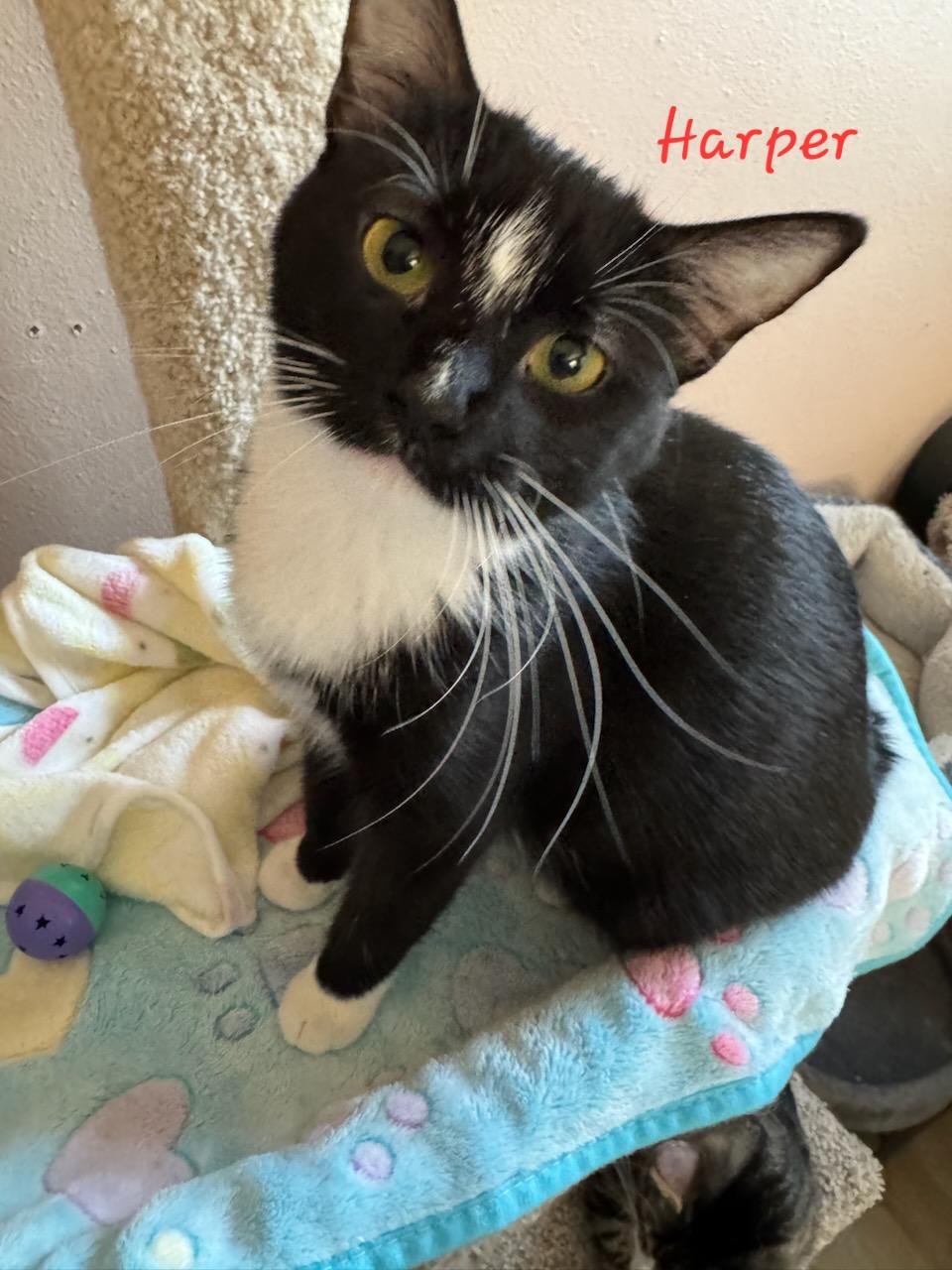 Harper, a Adoptable Domestic Short Hair in Waterloo, IA image 1/3