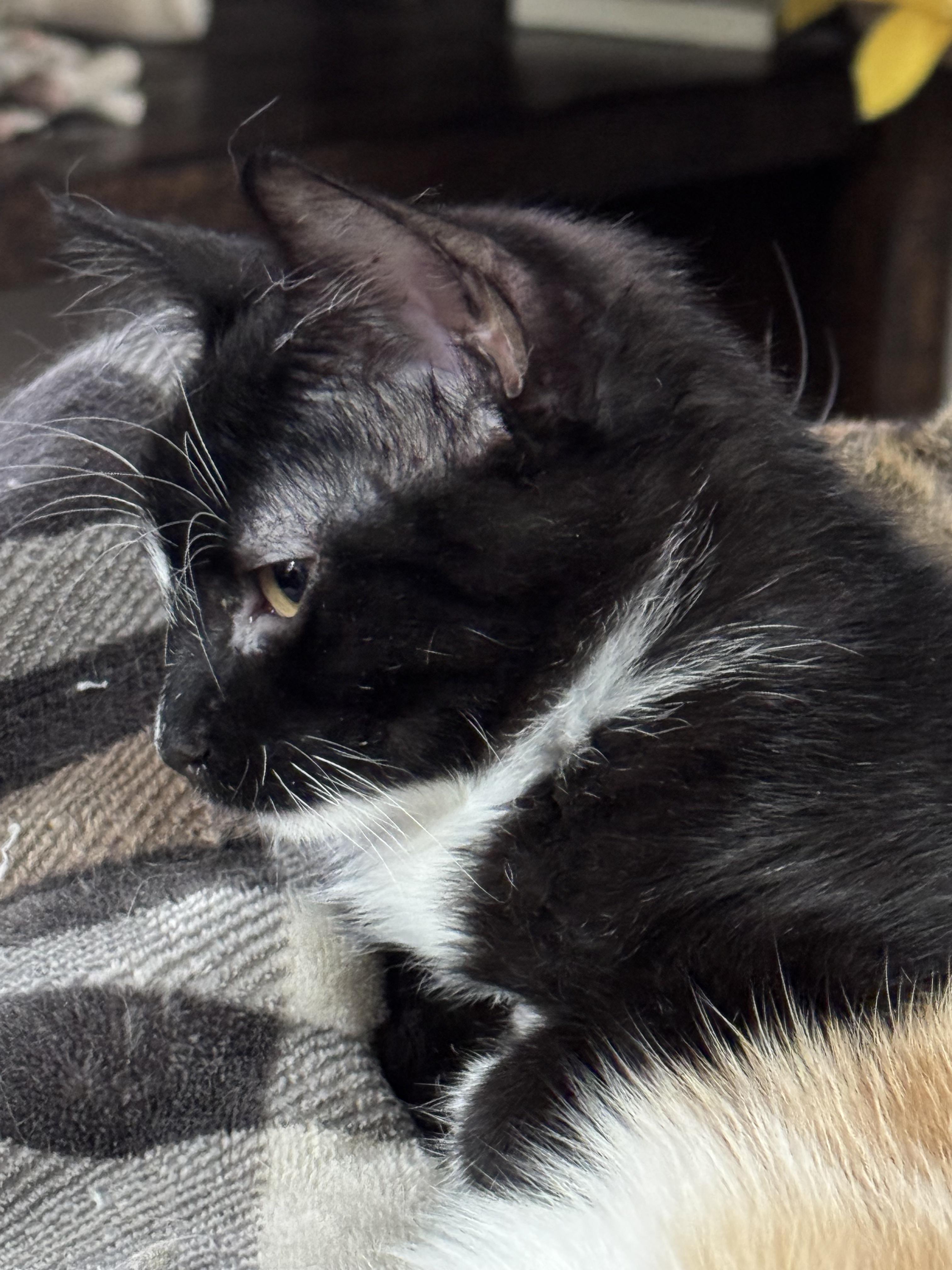 Harper, a Adoptable Domestic Short Hair in Waterloo, IA image 3/3