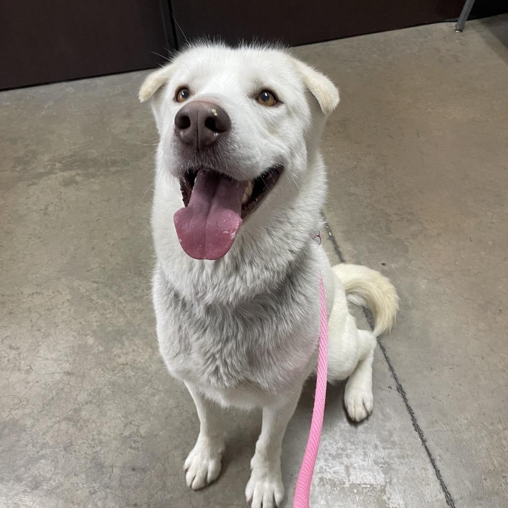 Kylo, a Adoptable Mixed Breed in Spokane, WA image 1/2