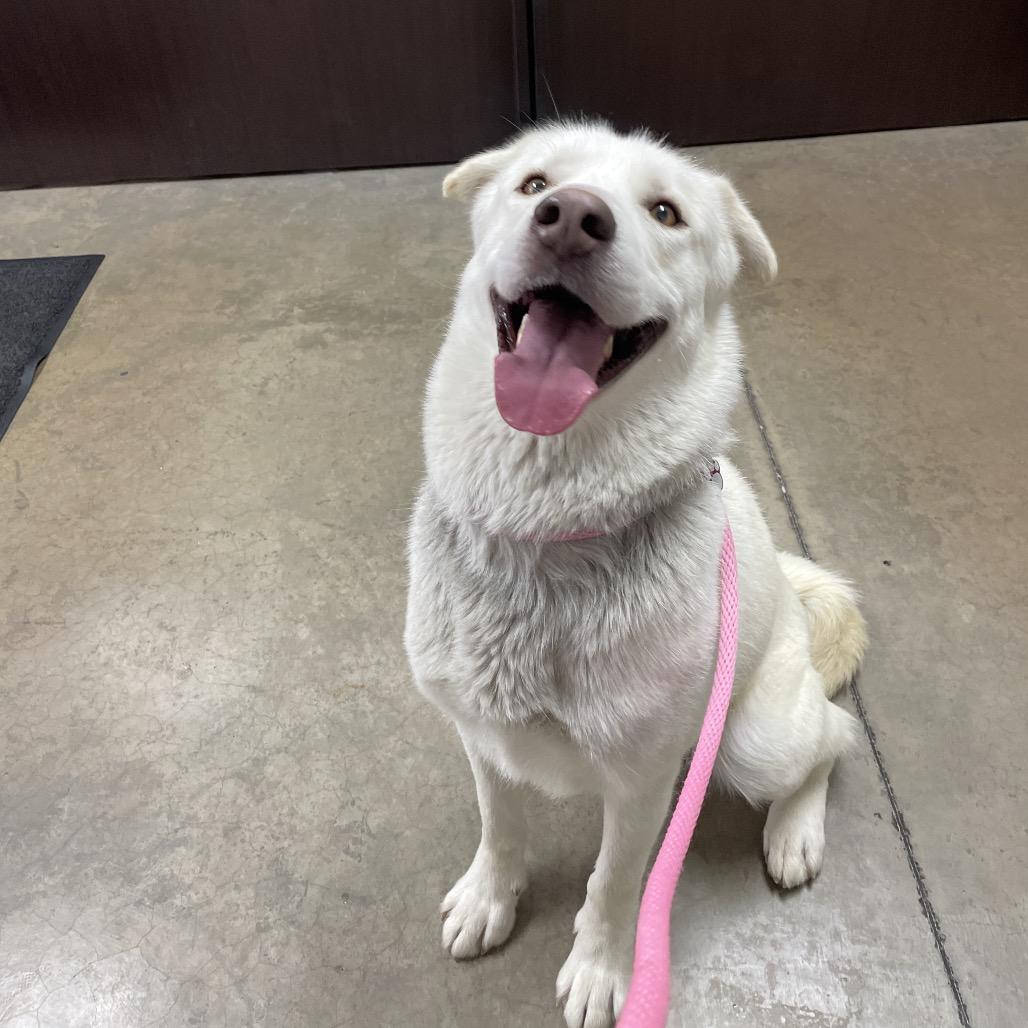 Kylo, a Adoptable Mixed Breed in Spokane, WA image 2/2