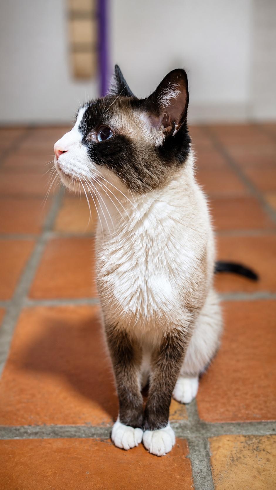 Tikka, a ADOPTABLE Siamese in Scottsdale, AZ image 3/4