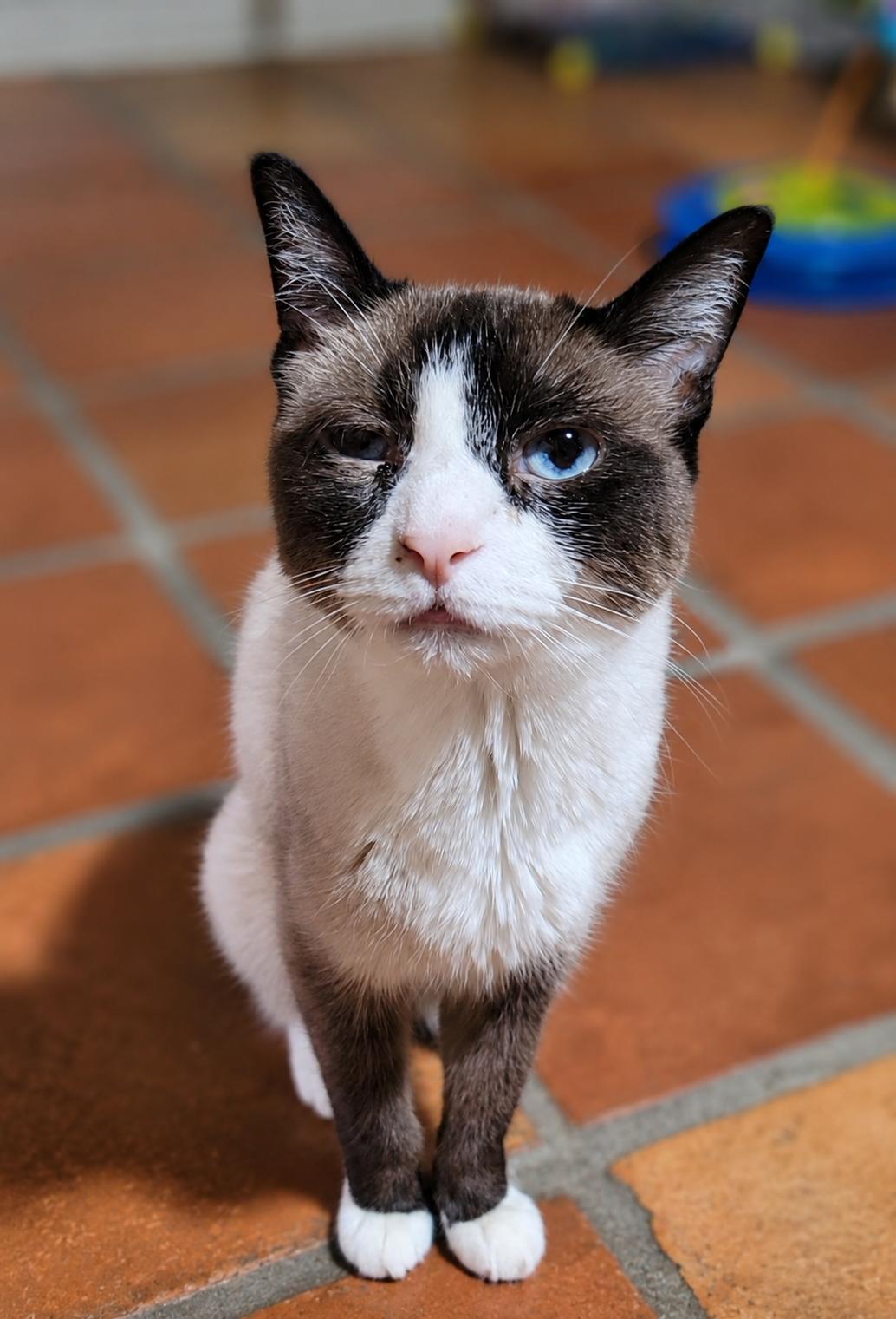 Tikka, a ADOPTABLE Siamese in Scottsdale, AZ image 4/4