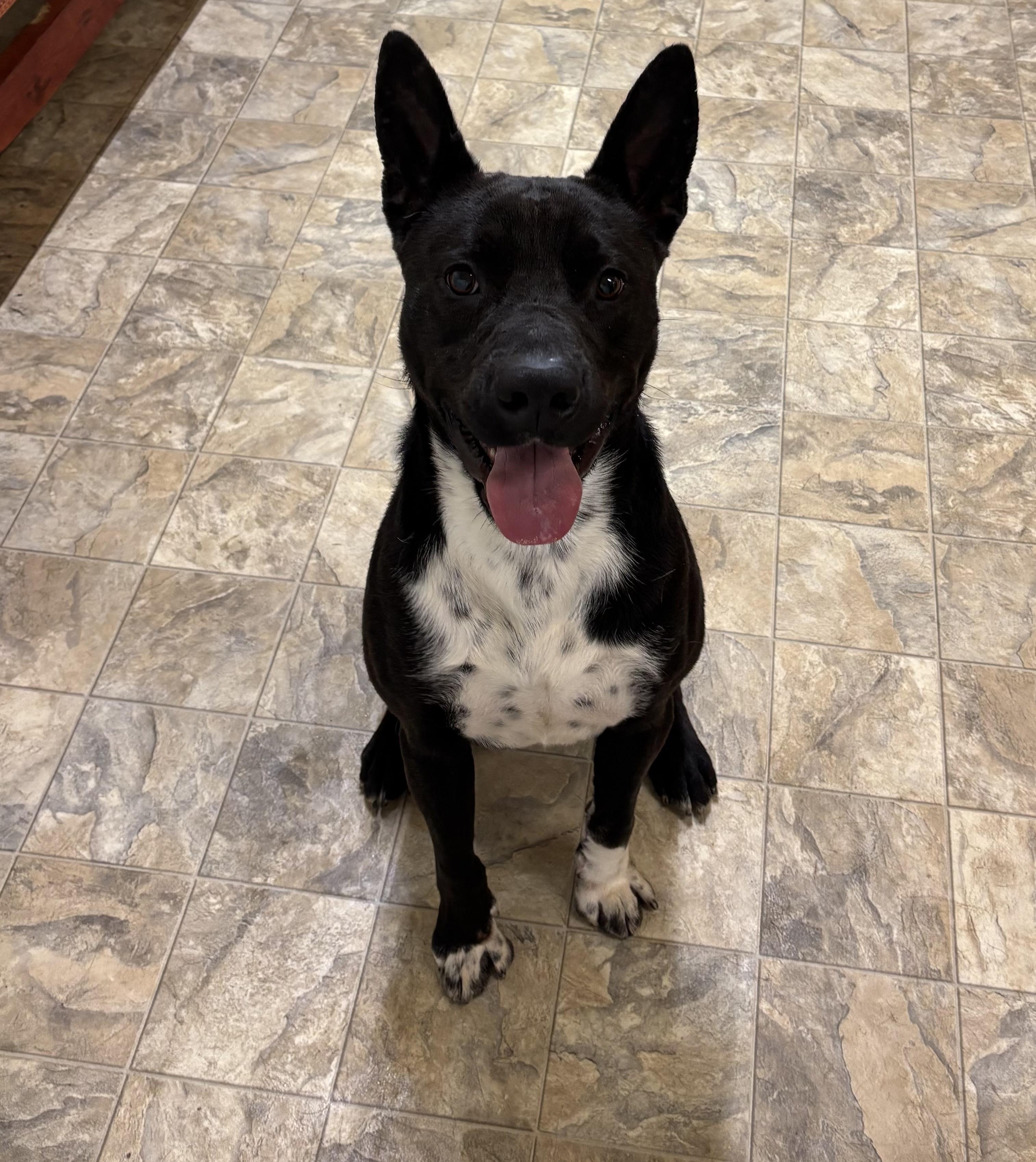 Tanga, Adoptable, Adult Male Labrador Retriever.