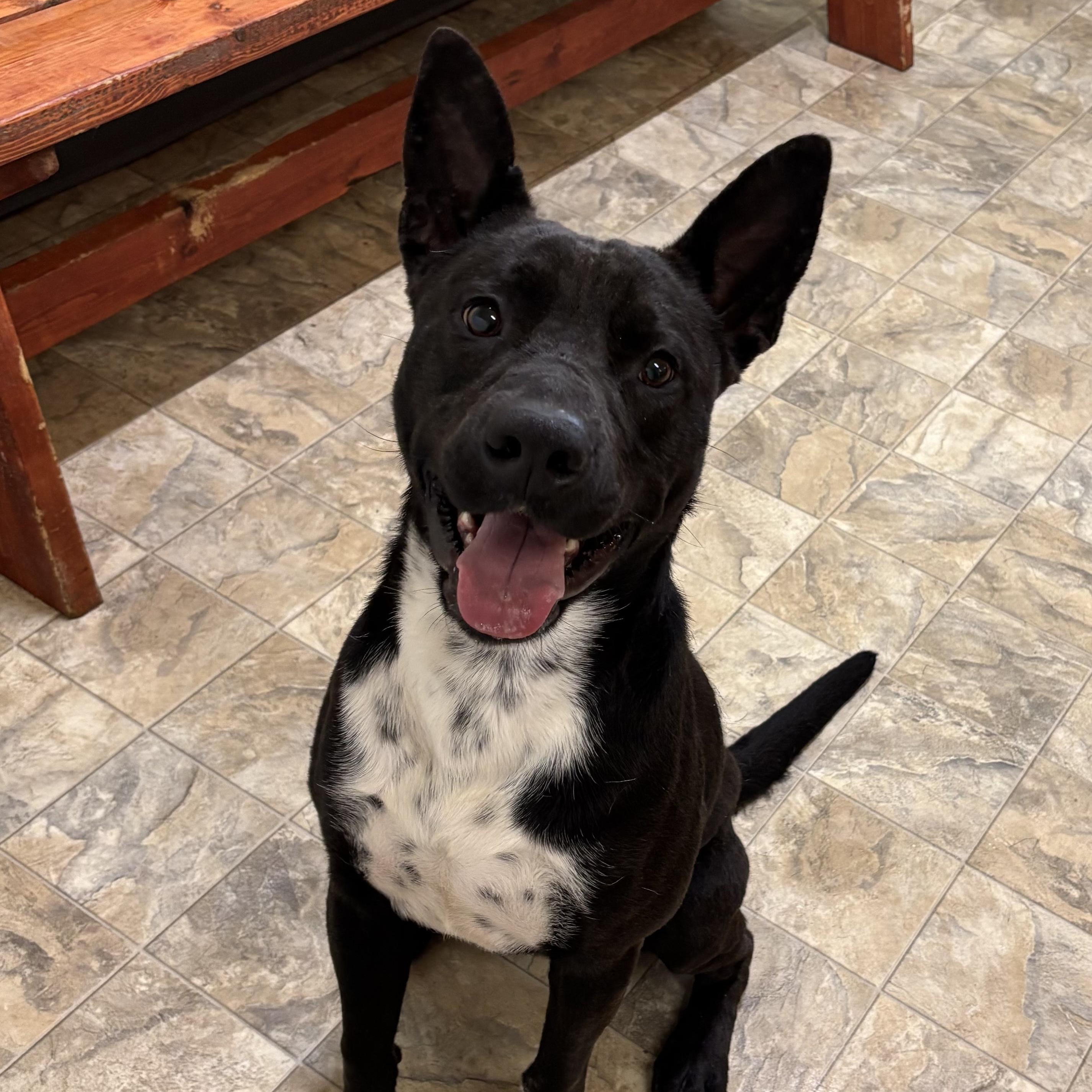 Tanga, Adoptable, Adult Male Labrador Retriever.