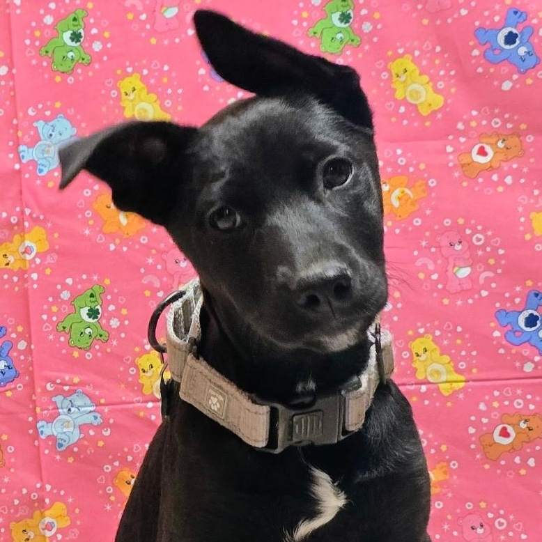 Kallie — thumbnail 3