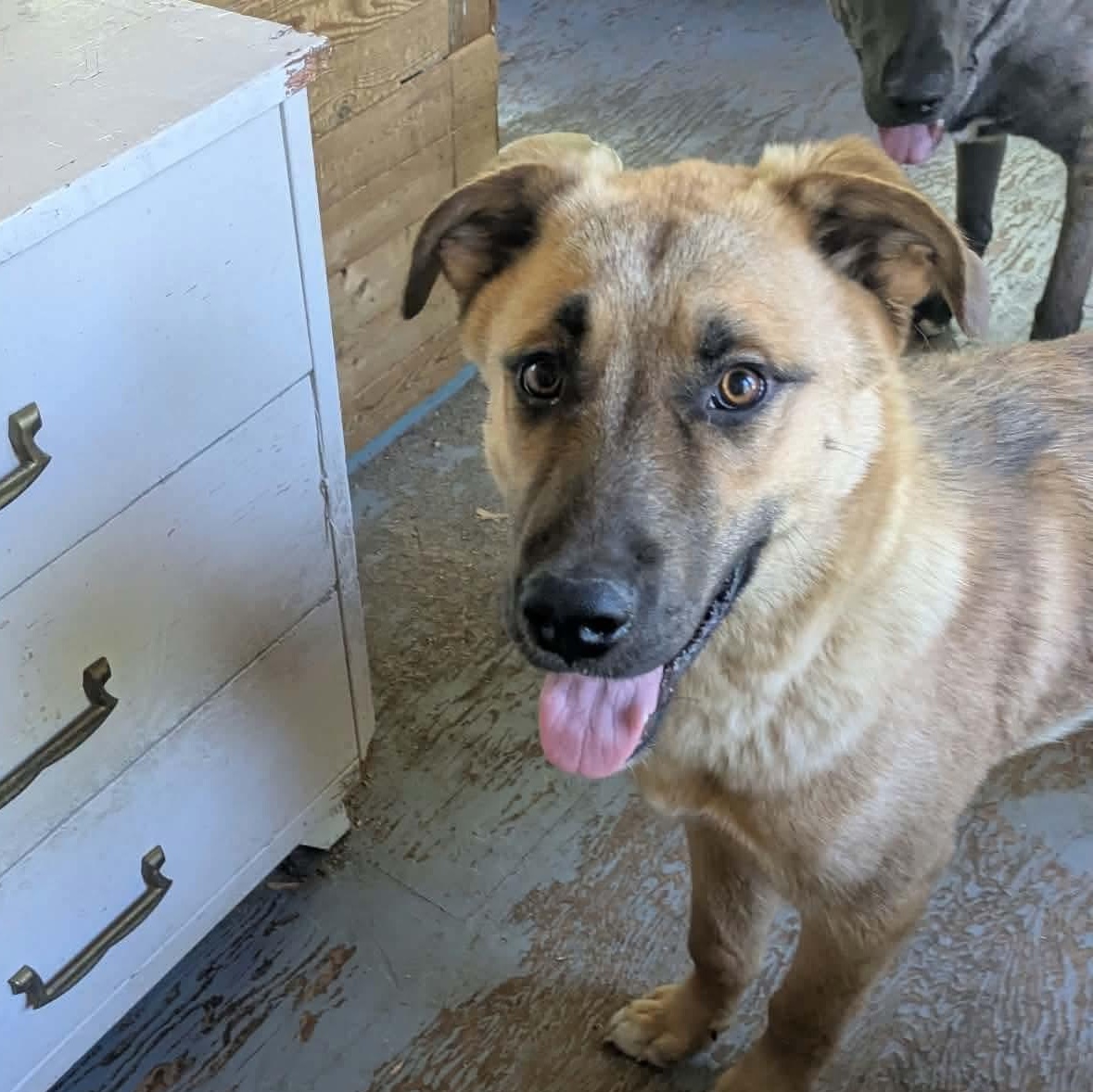 Kevin, a ADOPTABLE mixed breed in Winnipeg, MB image 1/3