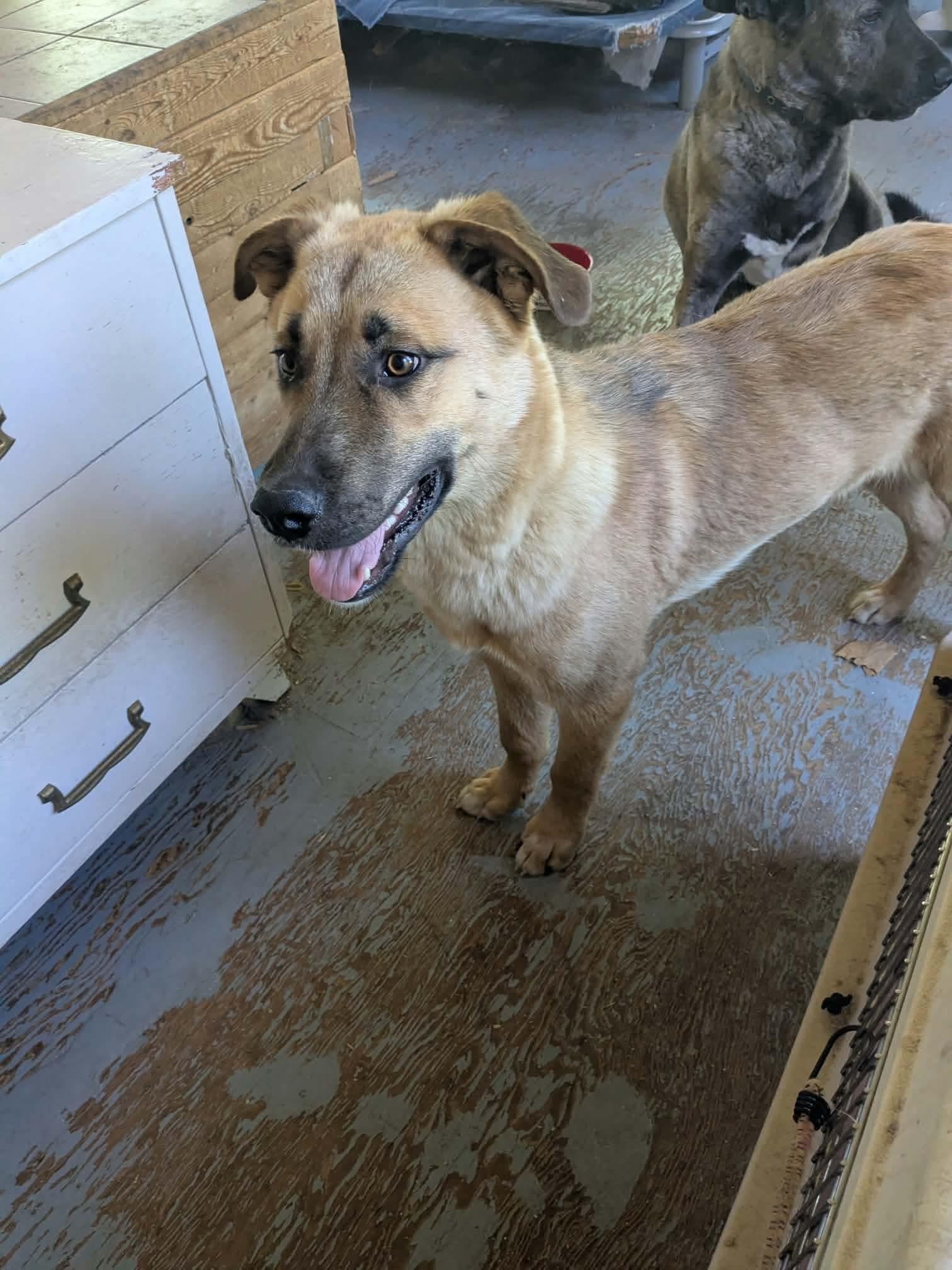 Kevin, a ADOPTABLE mixed breed in Winnipeg, MB image 2/3
