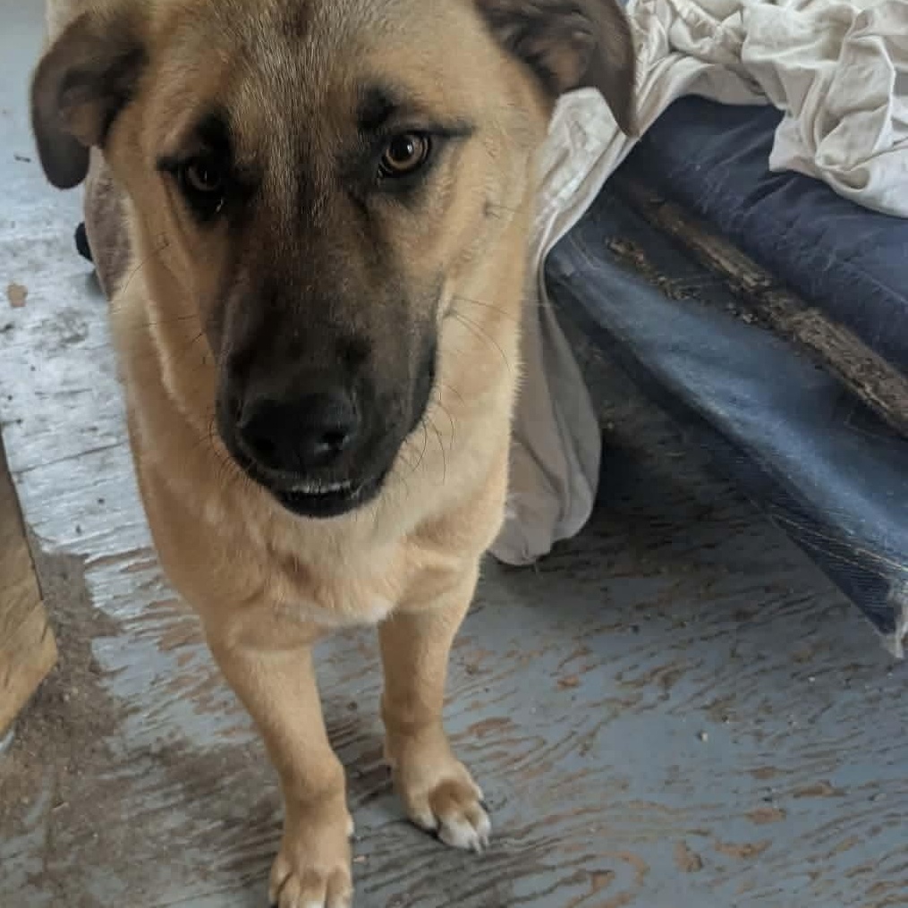 Kevin, a ADOPTABLE mixed breed in Winnipeg, MB image 3/3