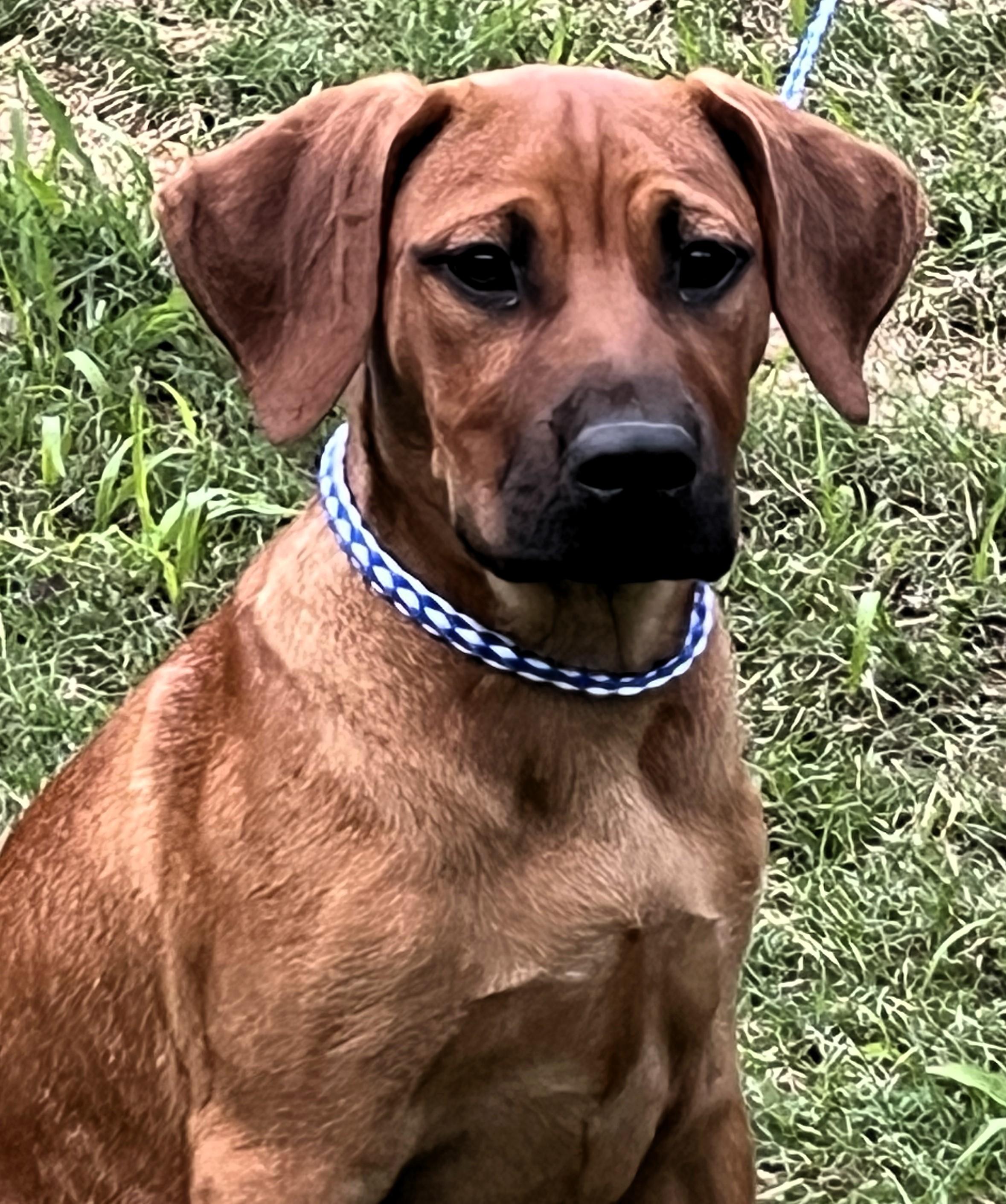 CAPTAIN, Baby Male Boxer