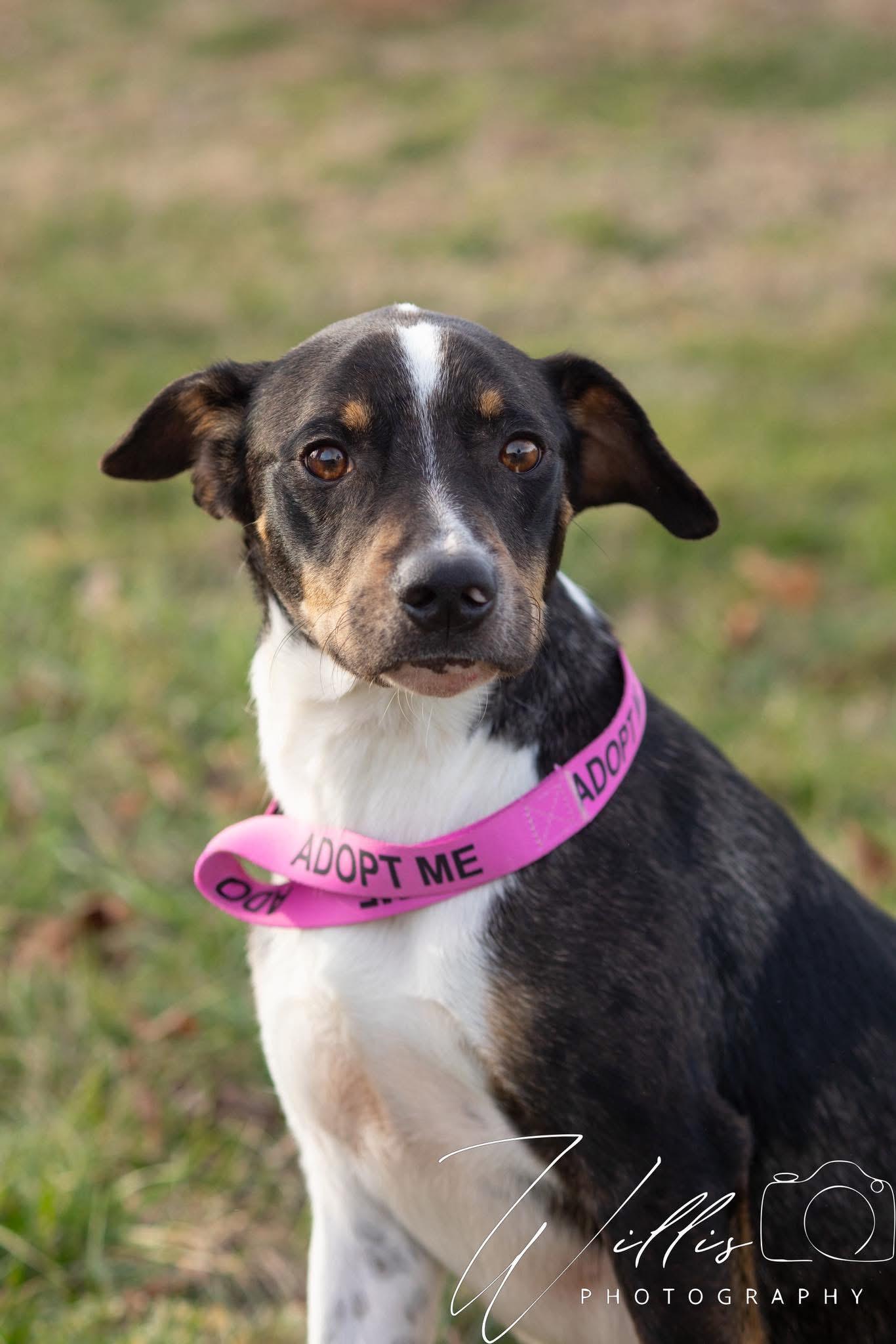 Buster💙SPONSORED ADOPTION , adopted, Adult Male Black and Tan Coonhound.