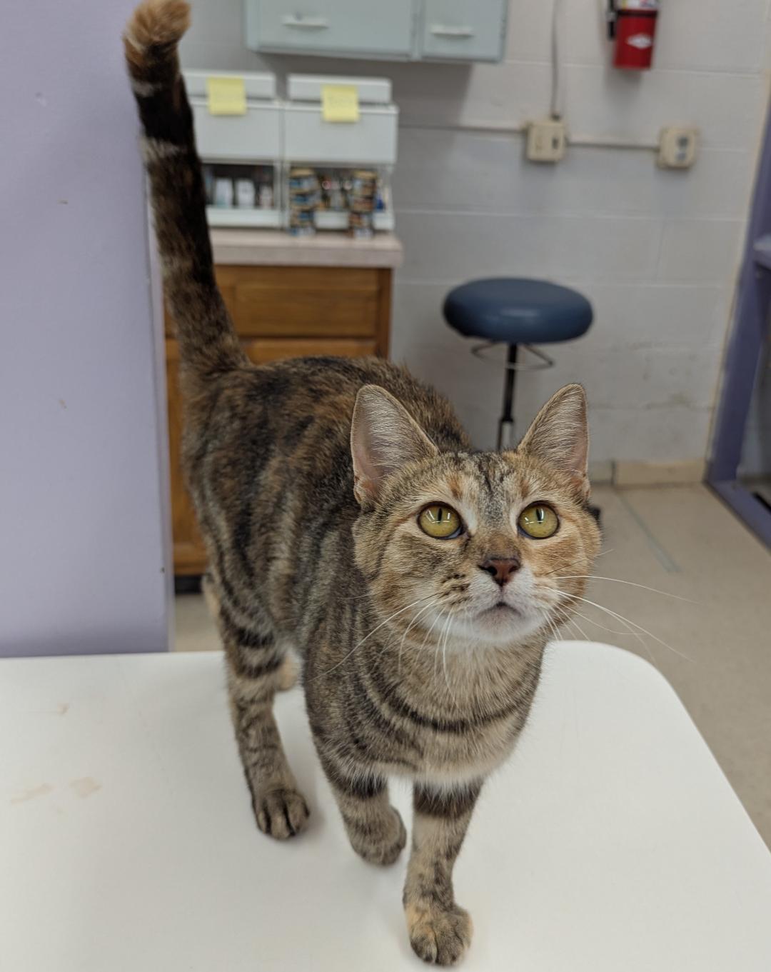 Celine, a Adoptable Domestic Short Hair in Mount Vernon, OH image 1/2