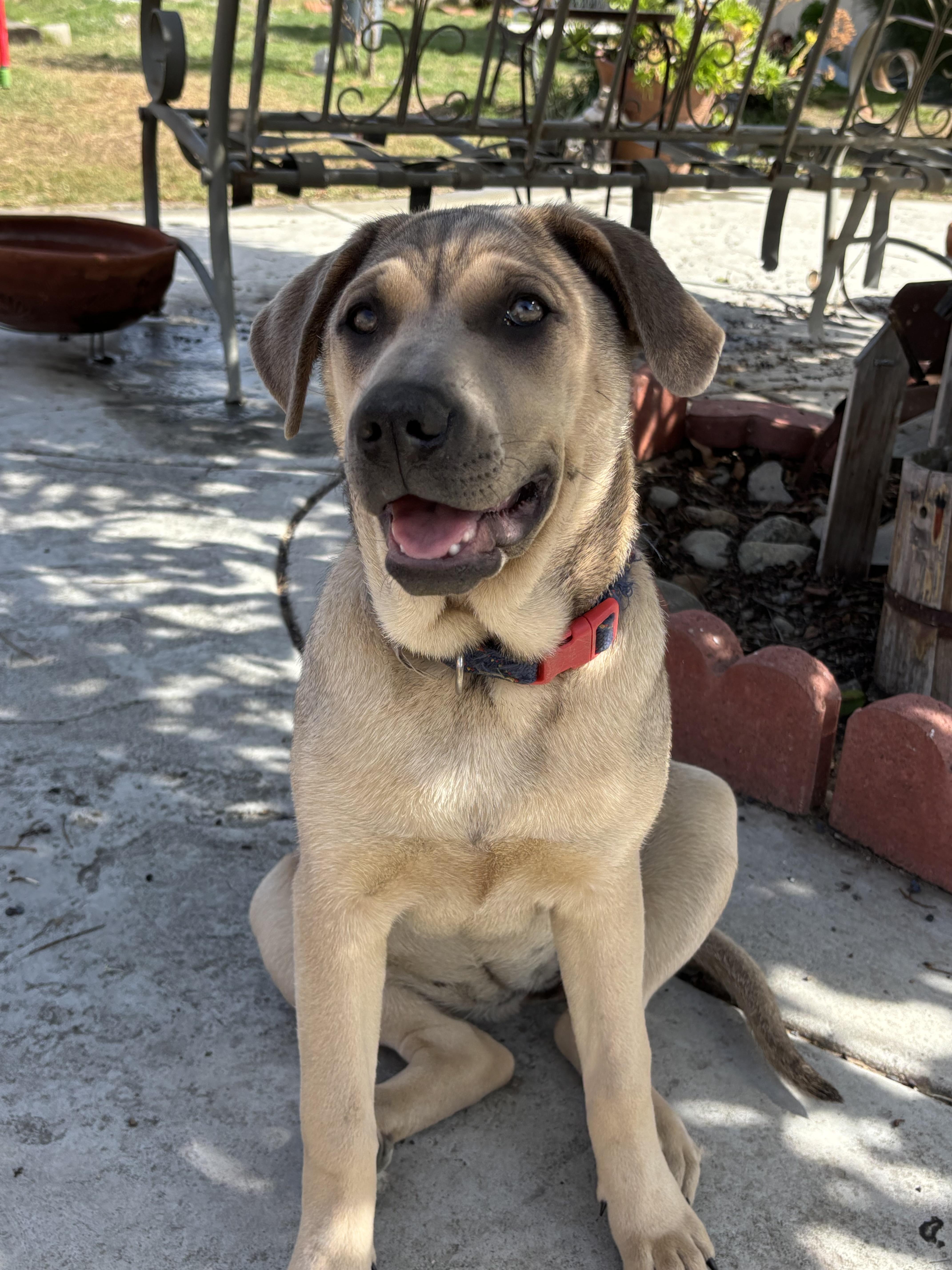 Enlarge Ms Leilani, a Adoptable mixed breed in Yorba linda, CA image 2/4