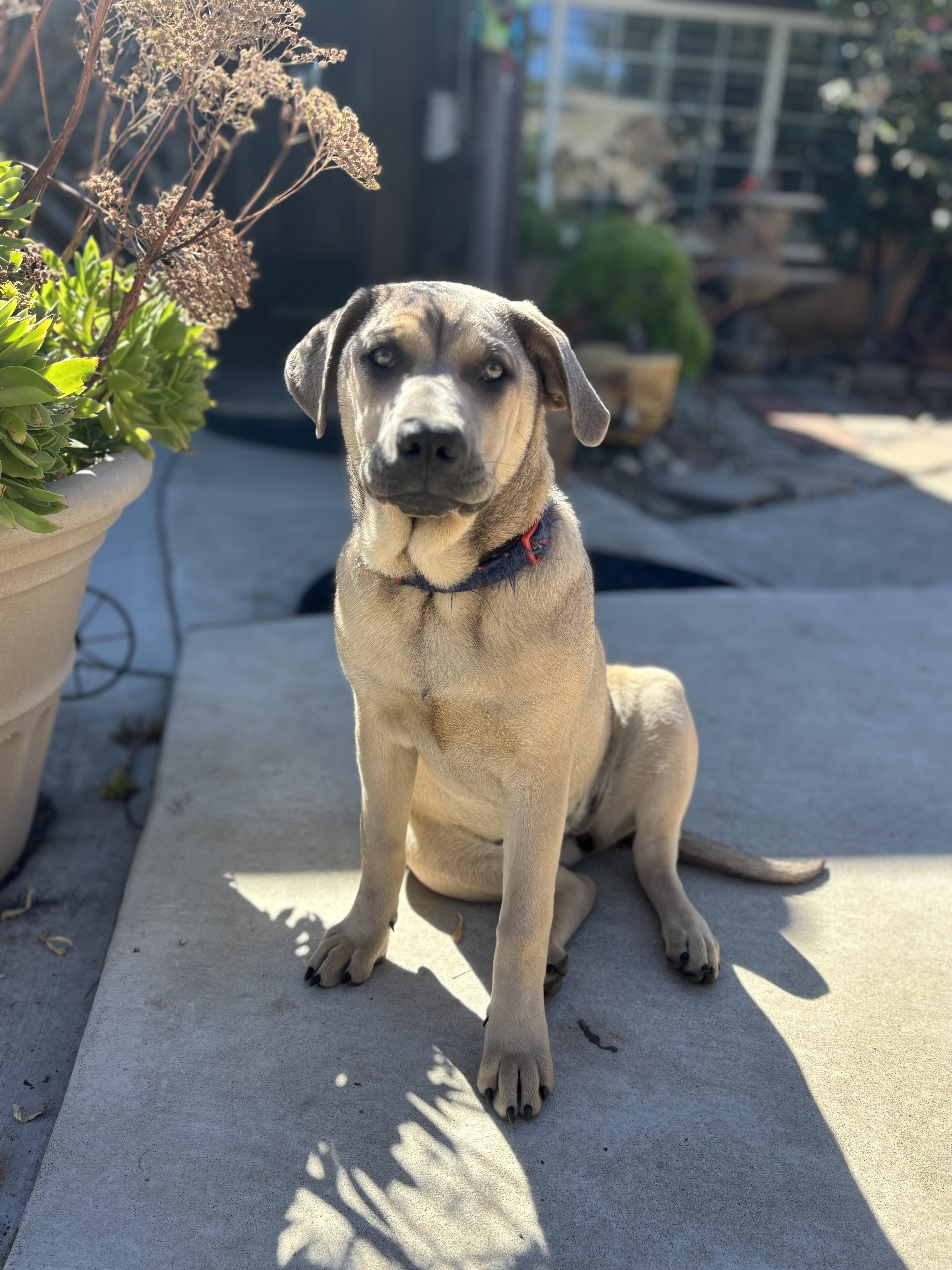 Enlarge Ms Leilani, a Adoptable mixed breed in Yorba linda, CA image 4/4