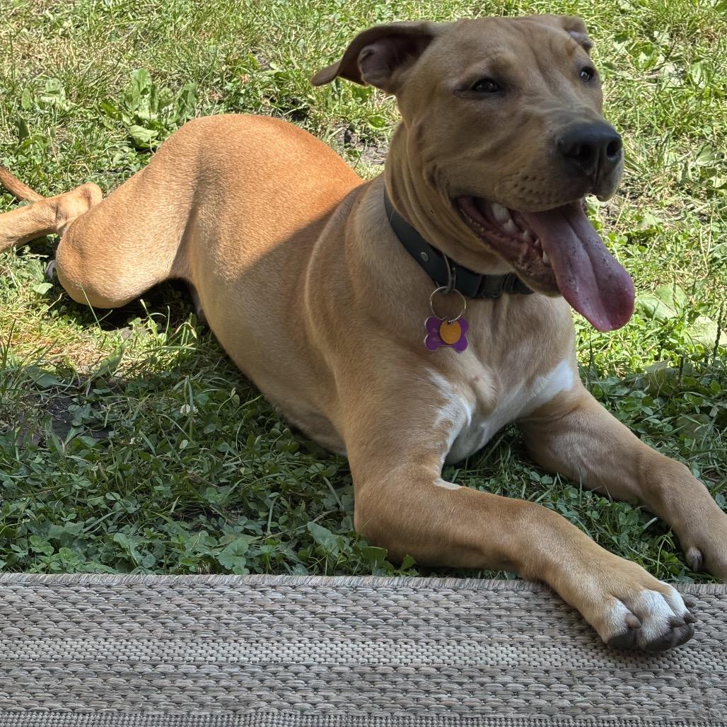 Enlarge Radar, a Adoptable mixed breed in Crystal, MN image 2/5