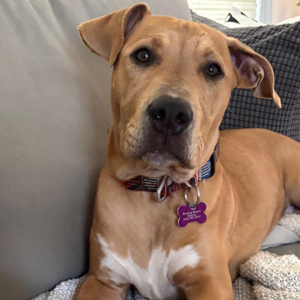 Enlarge Radar, a Adoptable mixed breed in Crystal, MN image 4/5