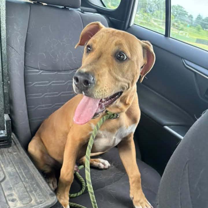 Enlarge Radar, a Adoptable mixed breed in Crystal, MN image 5/5