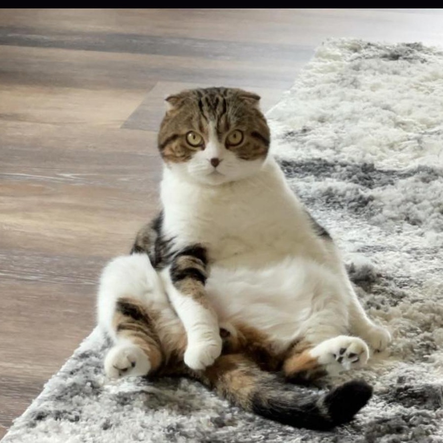 Enlarge McTavish, a Adopted Scottish Fold in Temple, PA image 1/1