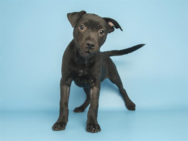 CRANBERRY, Adoptable, Puppy Female Pit Bull Terrier & Mixed Breed.