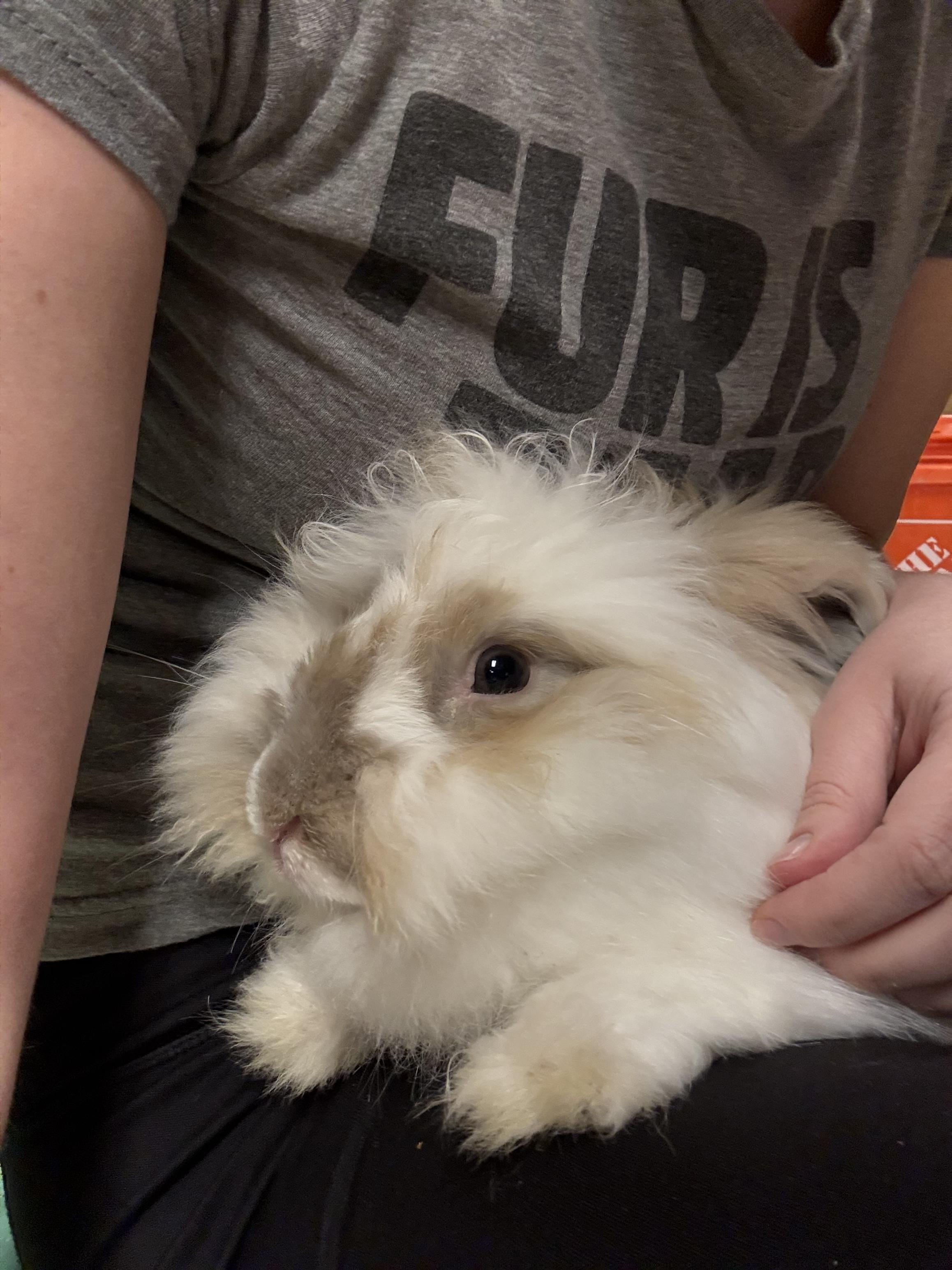 Brown Sugar, a Adoptable Angora Rabbit in Norwalk, CT image 2/5