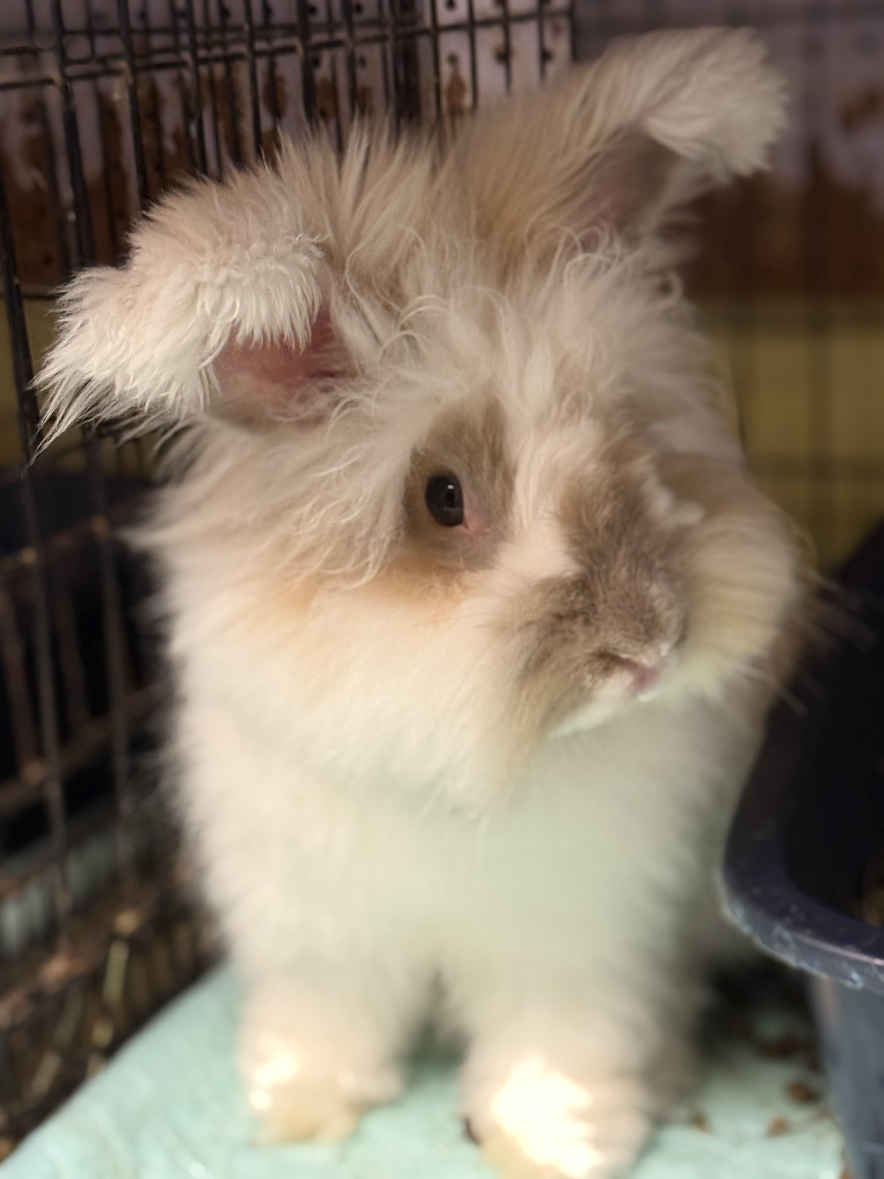 Brown Sugar, a Adoptable Angora Rabbit in Norwalk, CT image 3/5