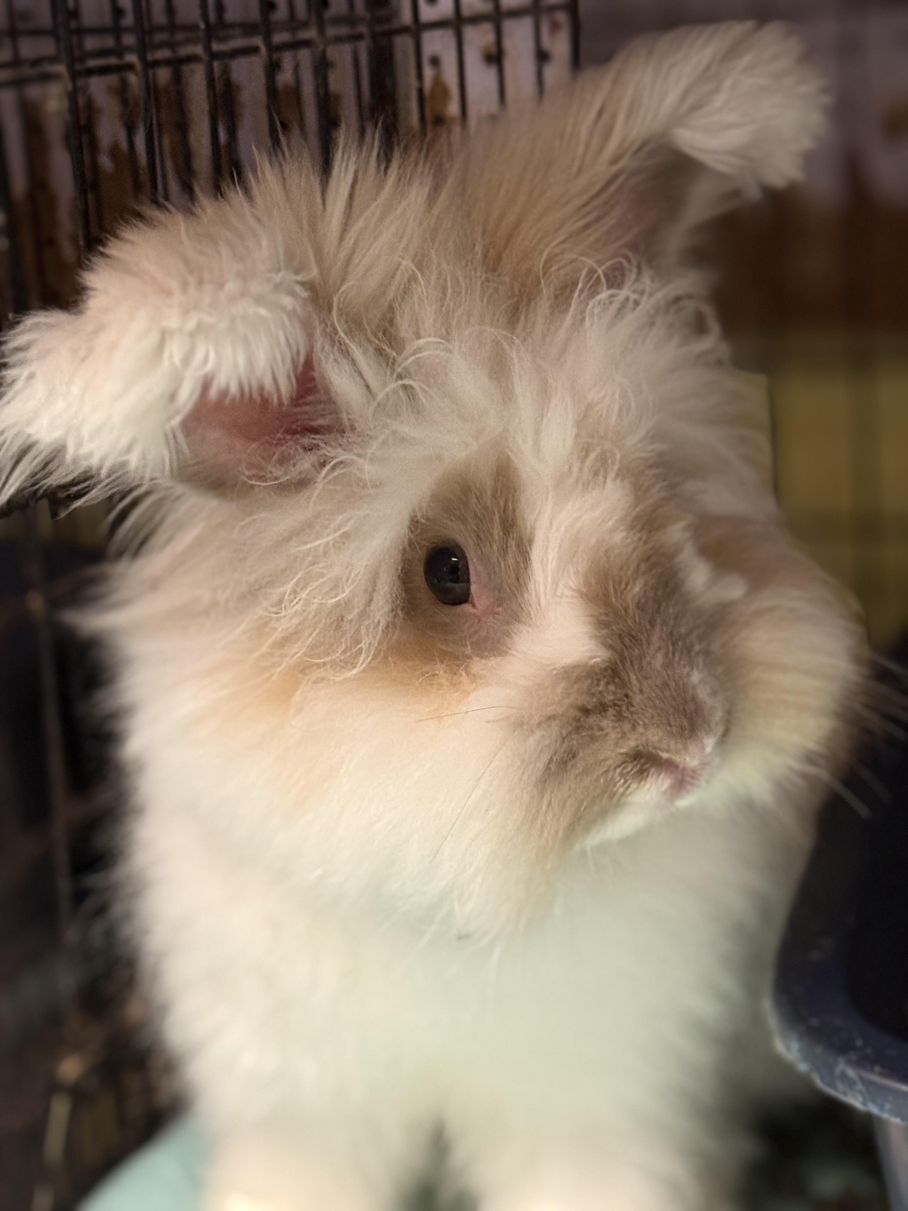 Brown Sugar, Adoptable, Adult Female Angora Rabbit.