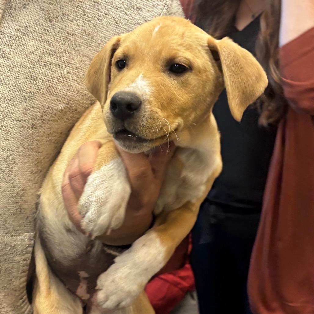 Enlarge Hope, a Adoptable mixed breed in Norman, OK image 1/1