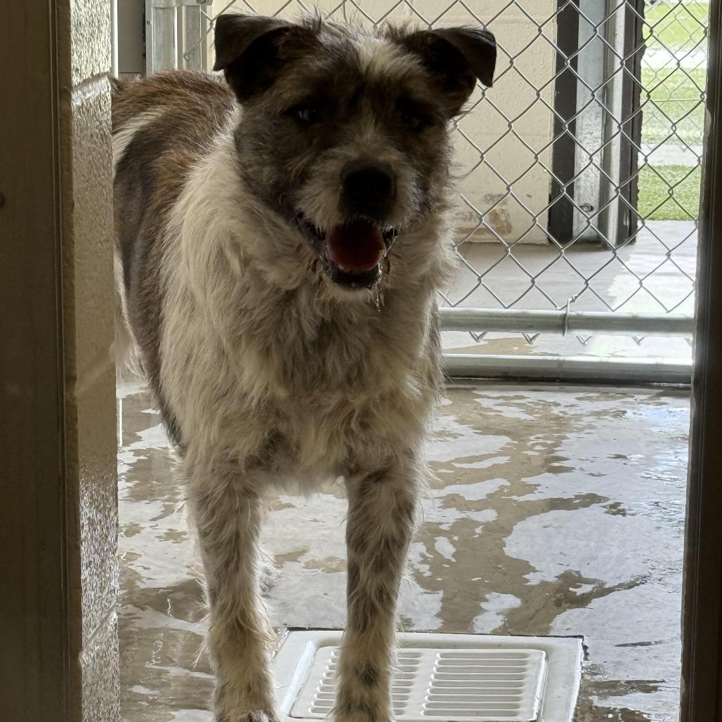 Bo, a Adoptable Terrier in Indiantown, FL image 2/3