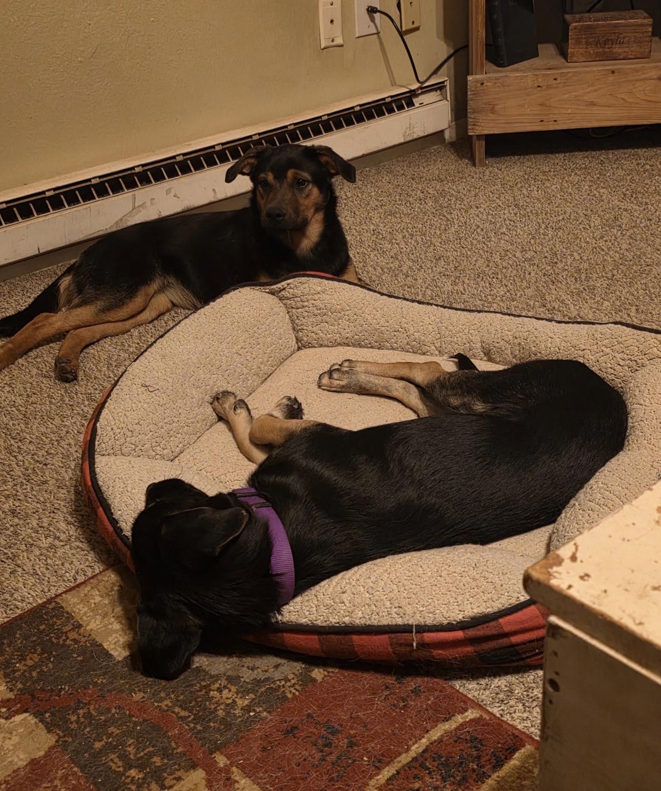 Enlarge Zoba, a Adoptable mixed breed in Breckenridge, CO image 3/6