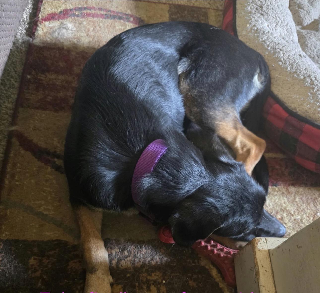 Enlarge Zoba, a Adoptable mixed breed in Breckenridge, CO image 5/6