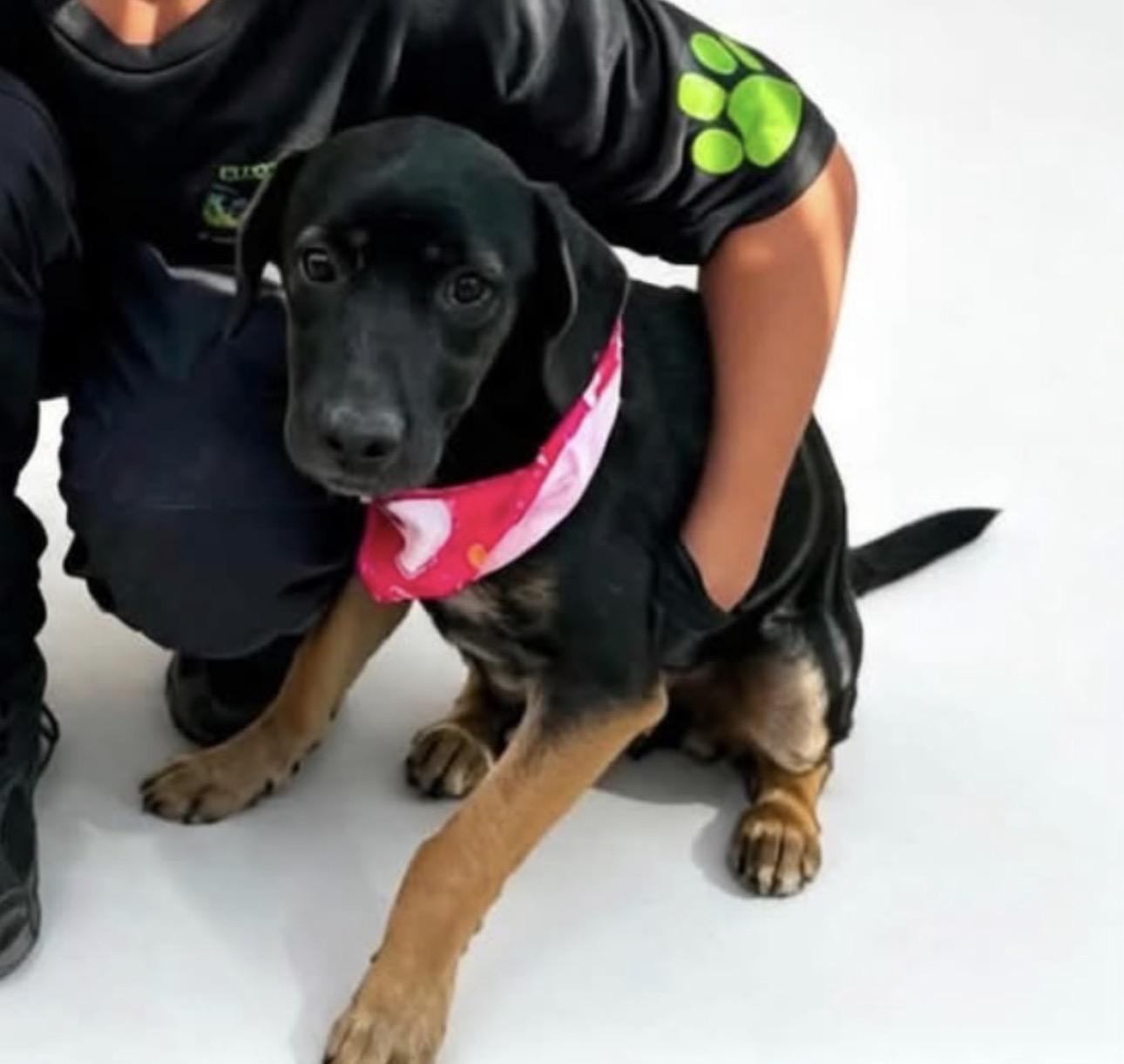 Enlarge Zoba, a Adoptable mixed breed in Breckenridge, CO image 4/6