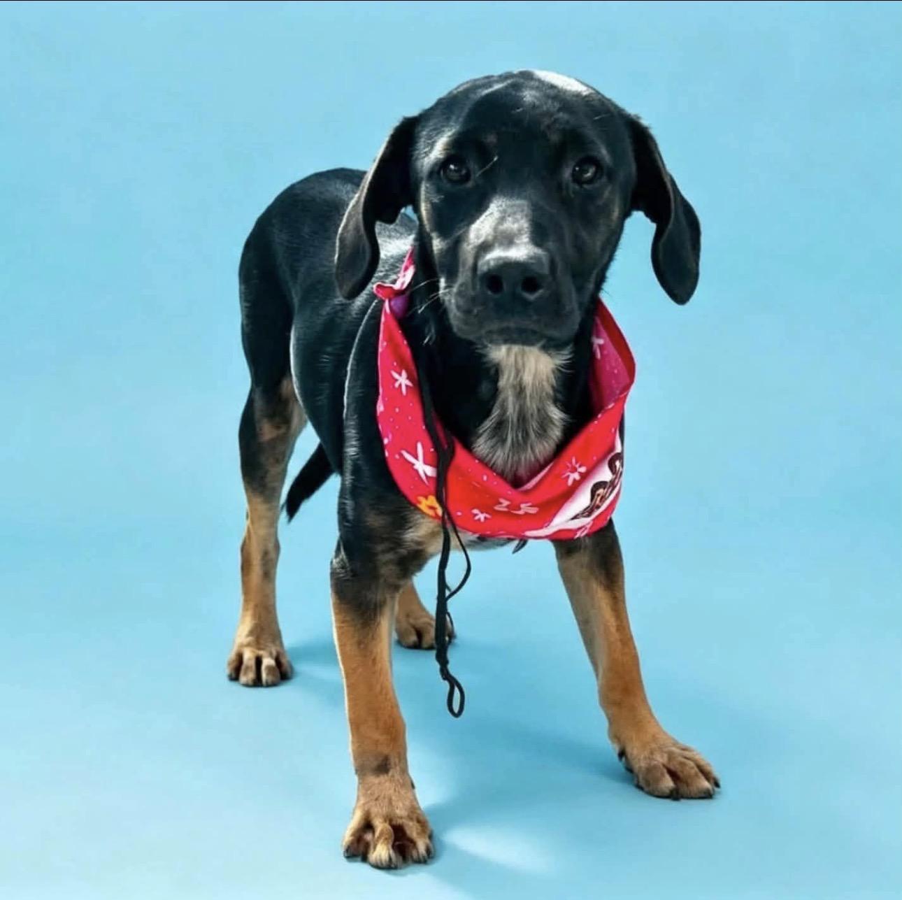 Enlarge Zoba, a Adoptable mixed breed in Breckenridge, CO image 6/6