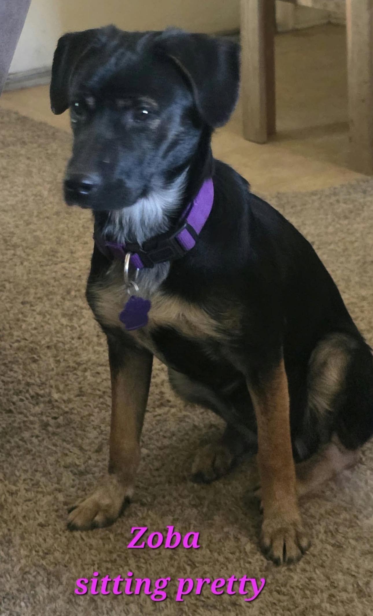 Enlarge Zoba, a Adoptable mixed breed in Breckenridge, CO image 2/6