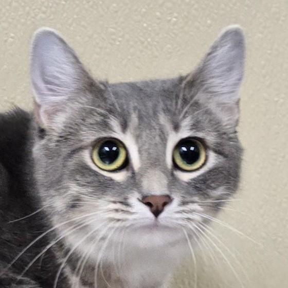 Plum, an adoptable mixed breed in Brainerd, MN image 1/2