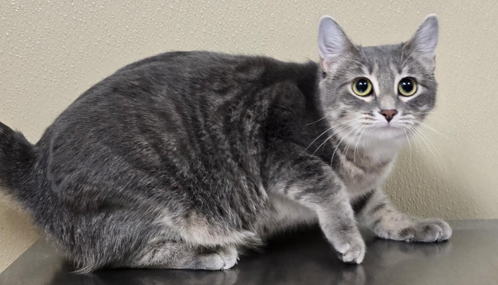 Enlarge Plum, an adoptable mixed breed in Brainerd, MN image 1/1