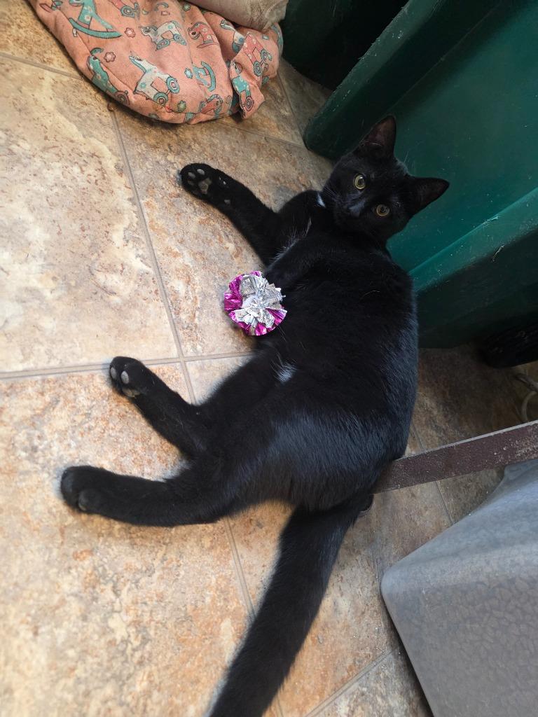 Spooky, Adopted, Kitten Male Domestic Short Hair.