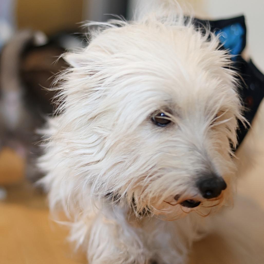Luna Lovegood, Adoptable, Young Female West Highland White Terrier / Westie.