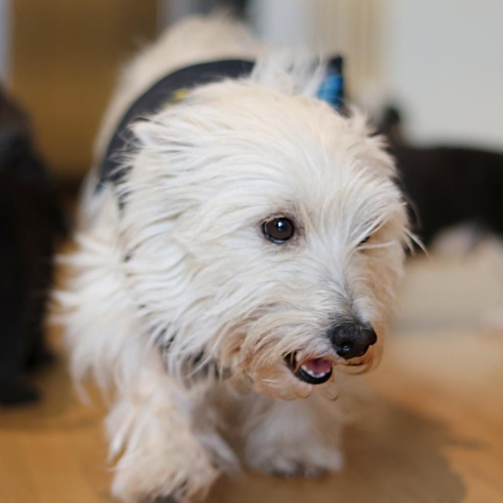 Enlarge Luna Lovegood, a Adoptable West Highland White Terrier / Westie in Calgary, AB image 3/6