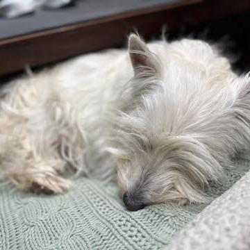 Enlarge Luna Lovegood, a Adoptable West Highland White Terrier / Westie in Calgary, AB image 2/4