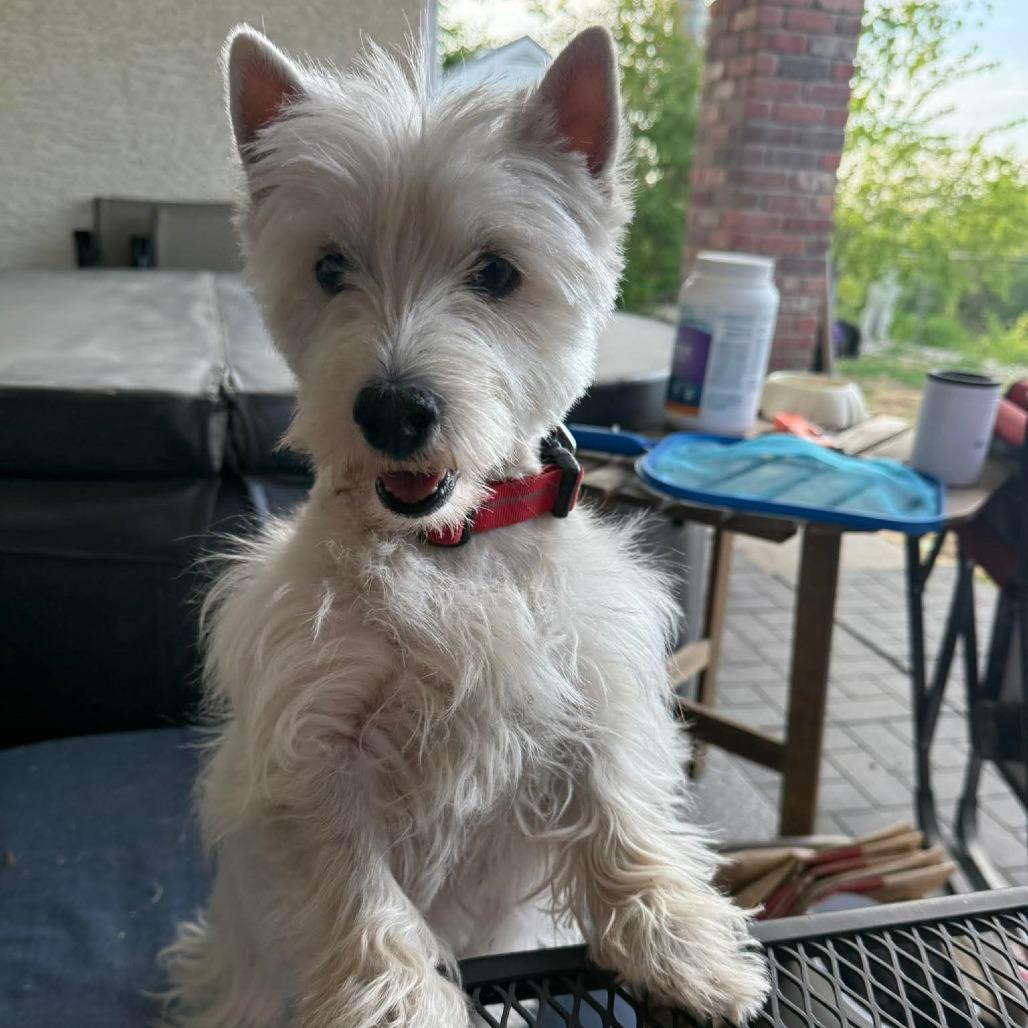 Luna Lovegood - Applications Closed, a Adoptable West Highland White Terrier / Westie in Calgary, AB image 4/6