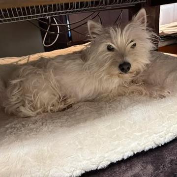 Enlarge Luna Lovegood, a Adoptable West Highland White Terrier / Westie in Calgary, AB image 3/4