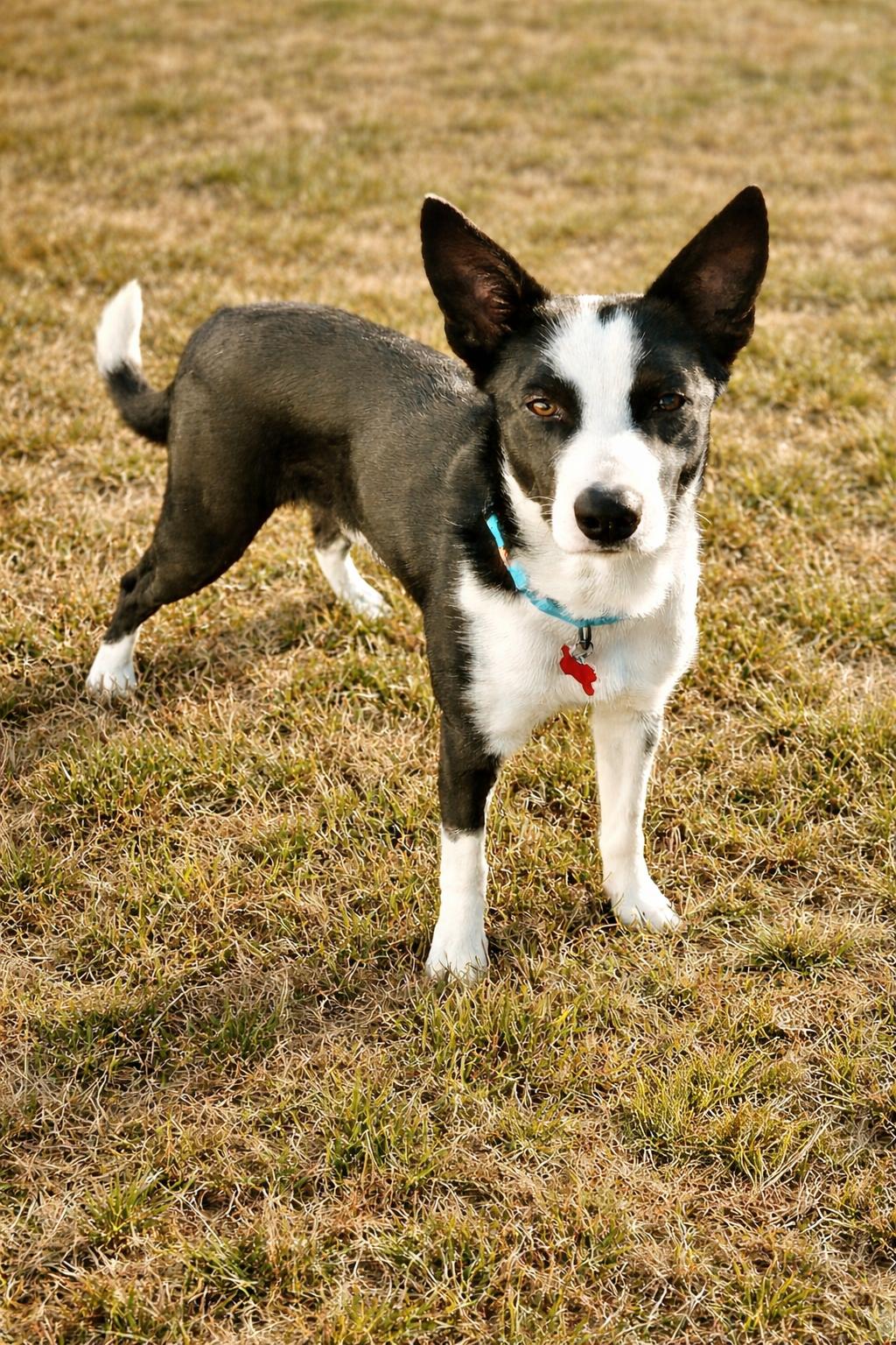 Enlarge Burt (Foster or Foster-to-Adopt), a Adoptable mixed breed in Minneapolis, MN image 5/5