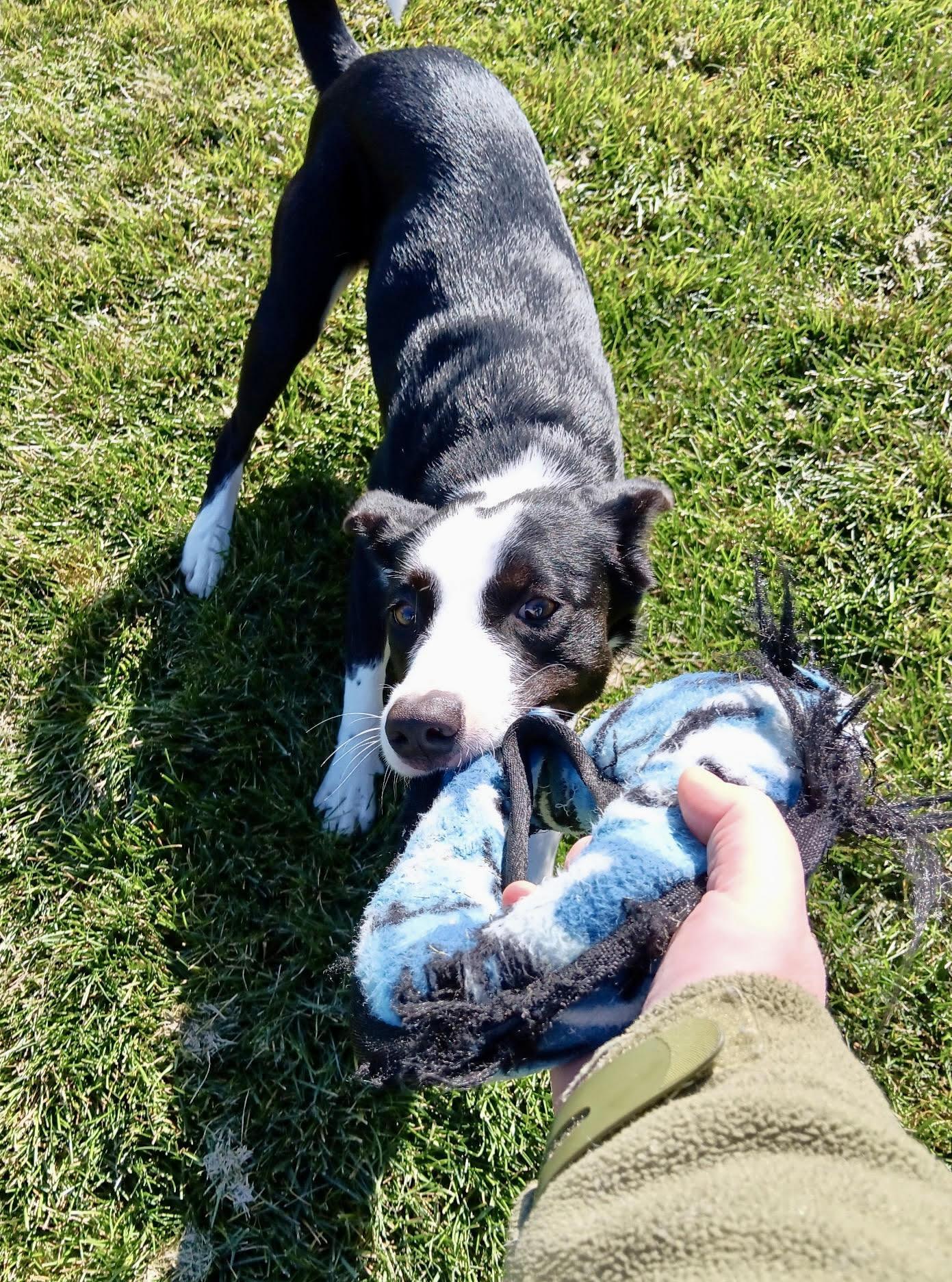 Enlarge Burt (Foster or Foster-to-Adopt), a Adoptable mixed breed in Minneapolis, MN image 4/5